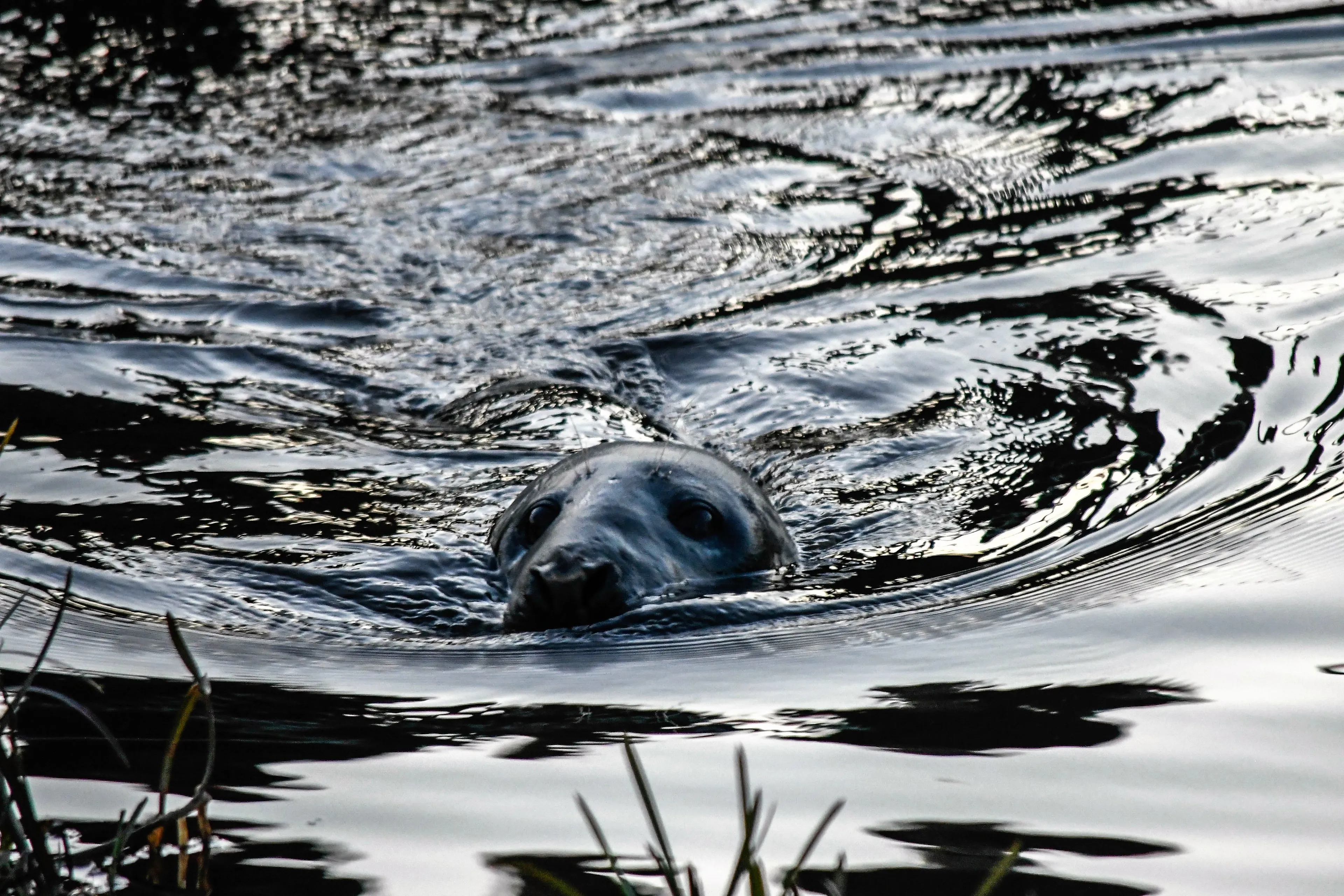 Zeehondenpup bij Den Helder bevrijd van stuk zwerfafval