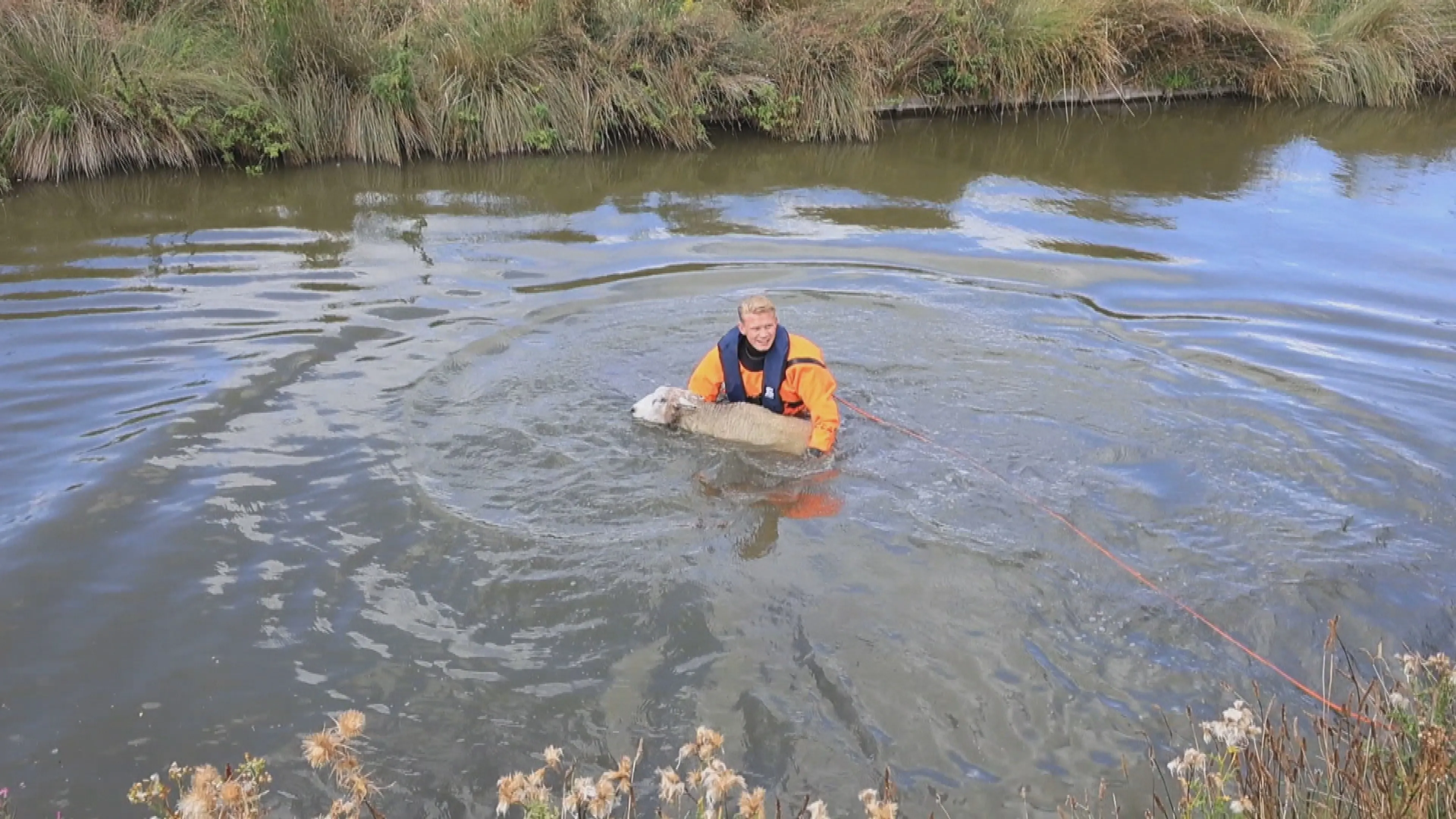Brandweer haalt avontuurlijk schaap uit het water in Den Hoorn