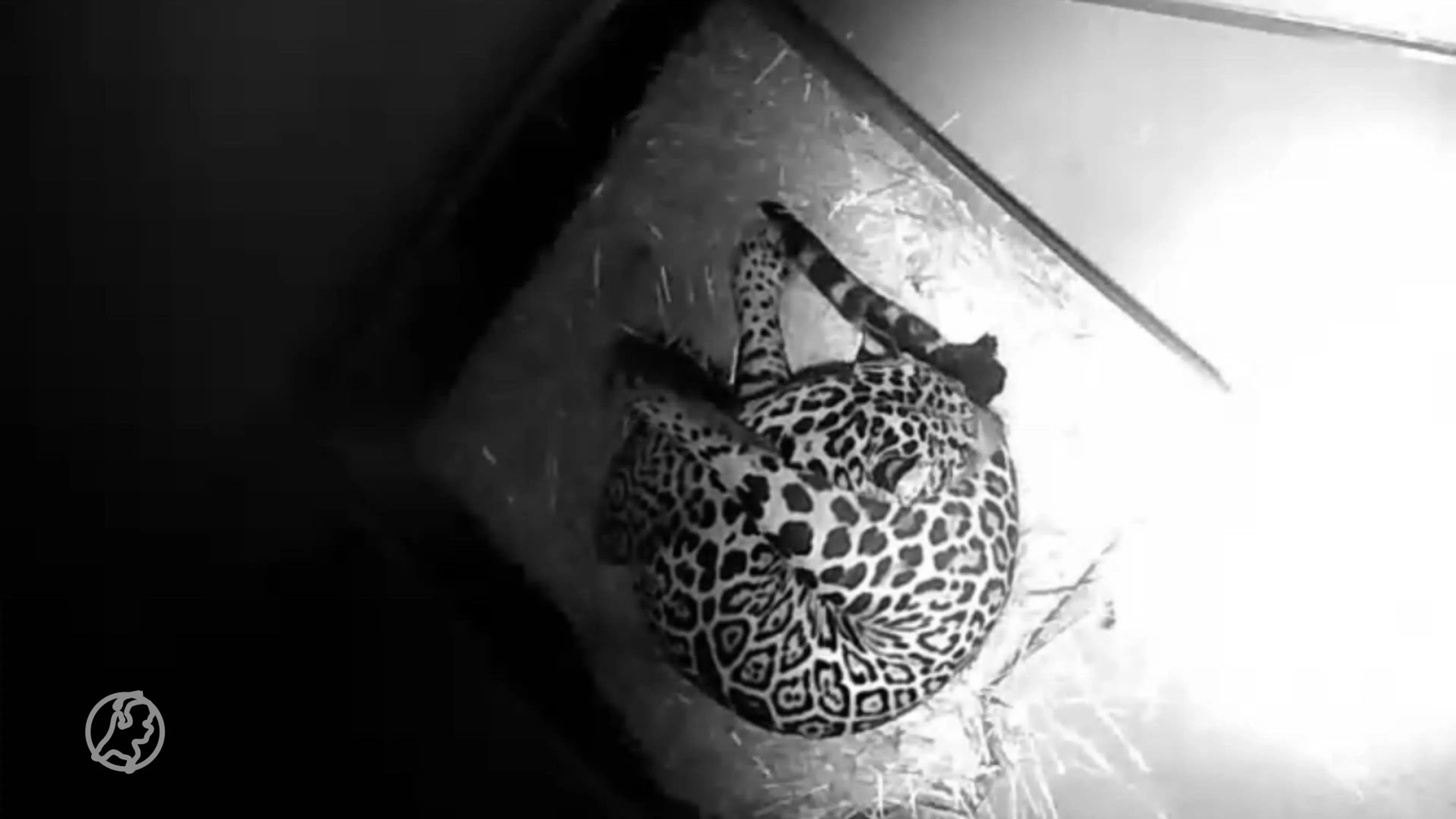 Zwarte babyjaguar geboren in ARTIS