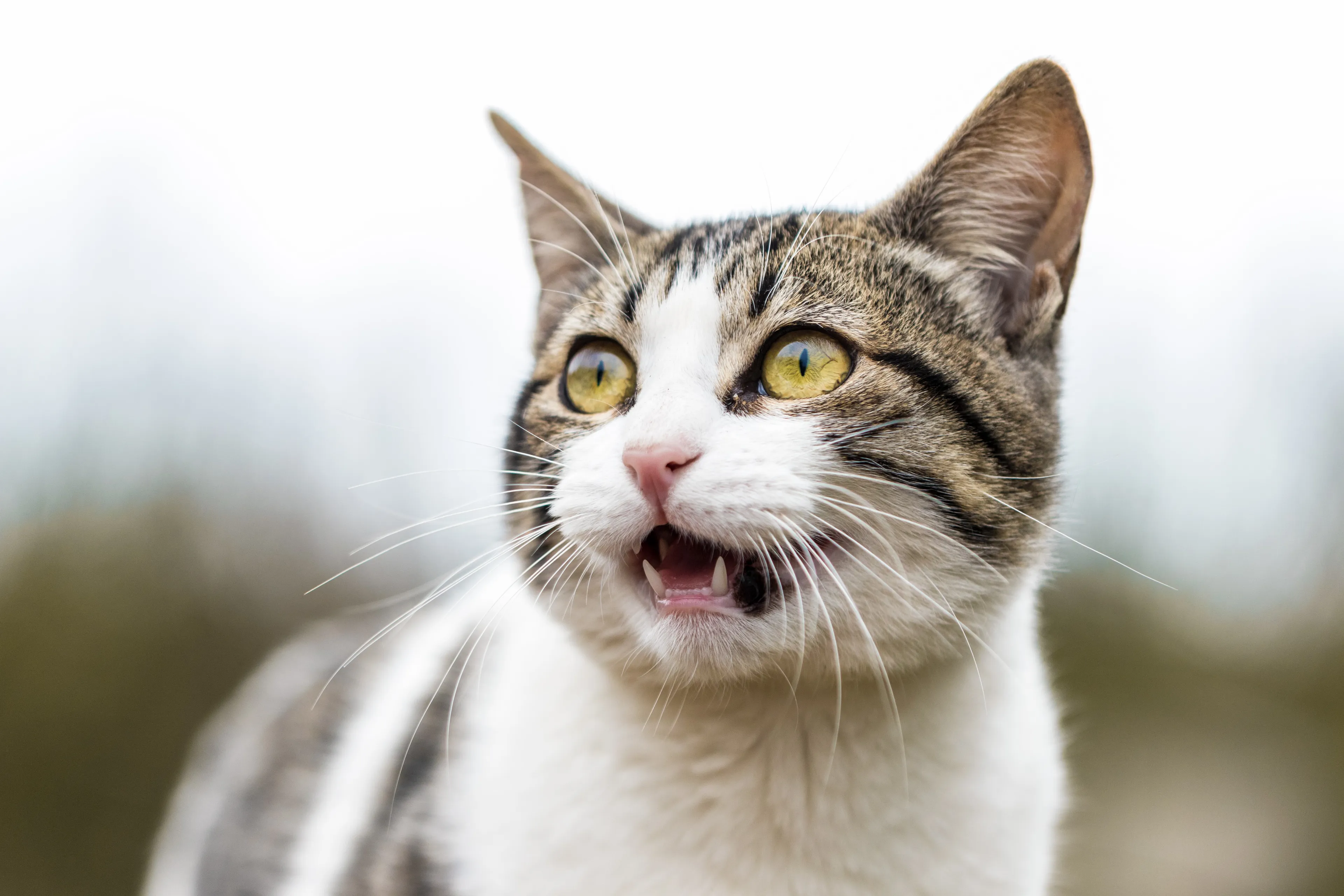 Dierenbeul martelt en doodt zeven katten, hoeft van OM niet meer de cel in