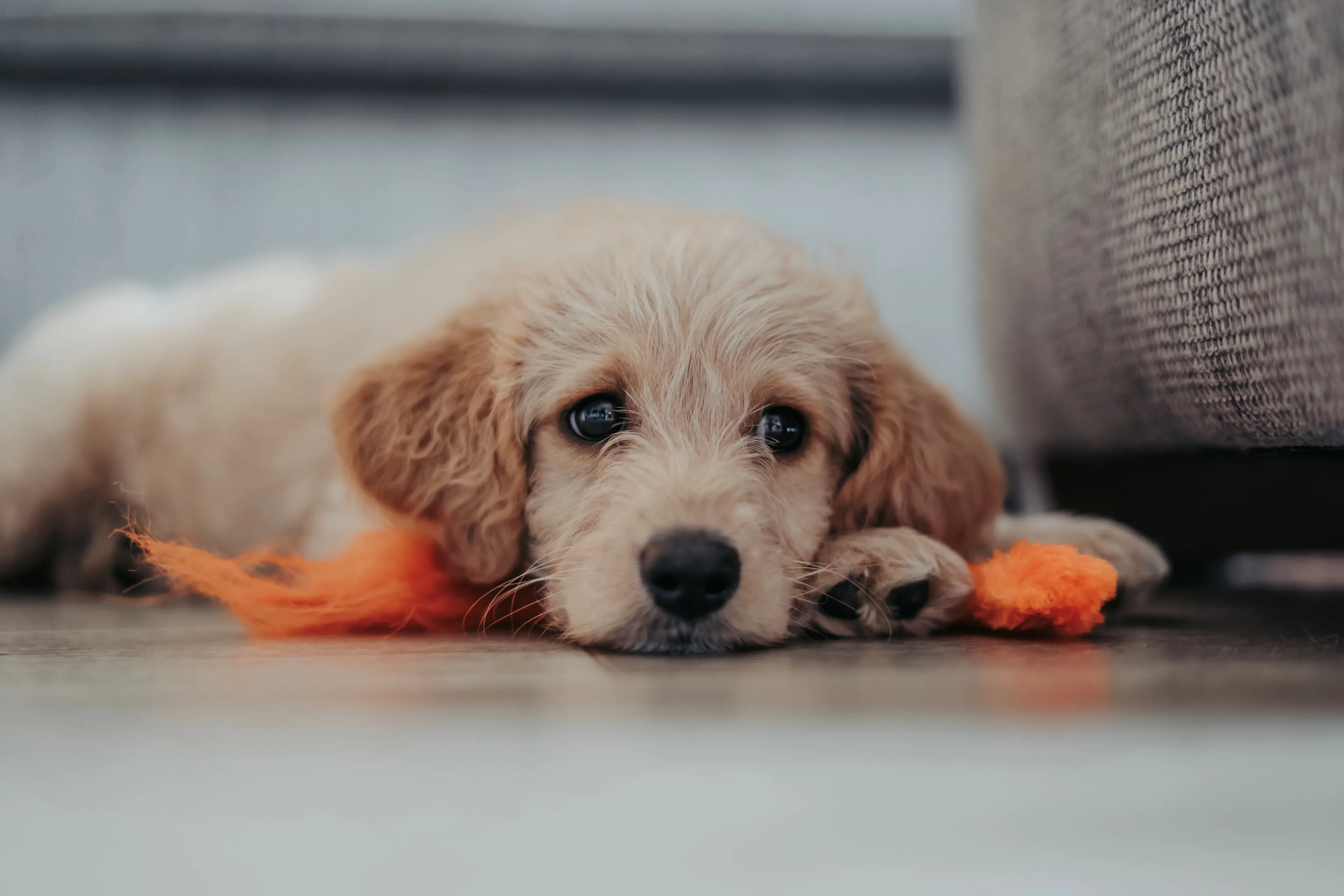Max, Bella of liever Ollie? Dit zijn de populairste hondennamen van 2023