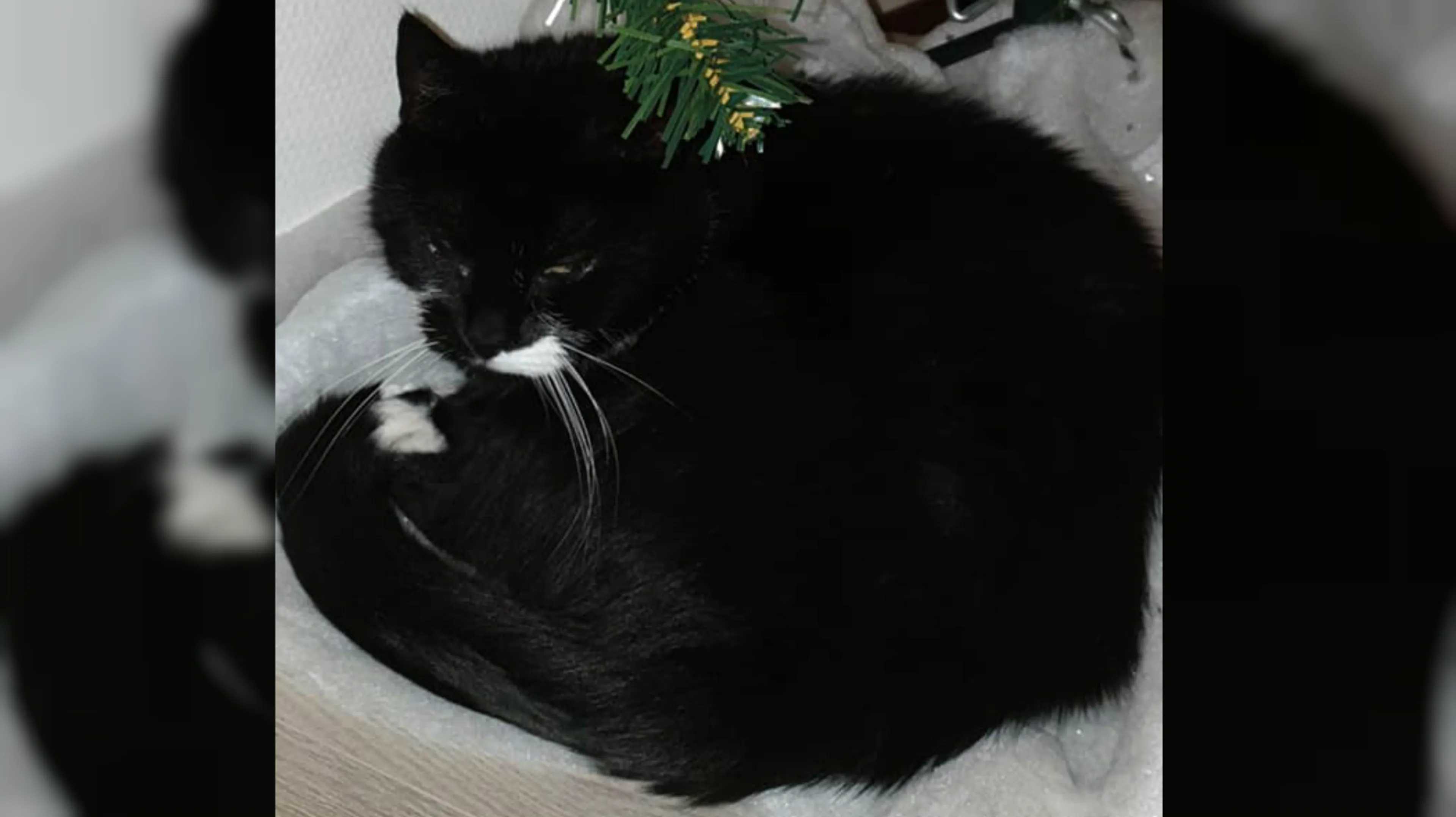 Poes Diva gedrogeerd, mishandeld en in sloot gedumpt
