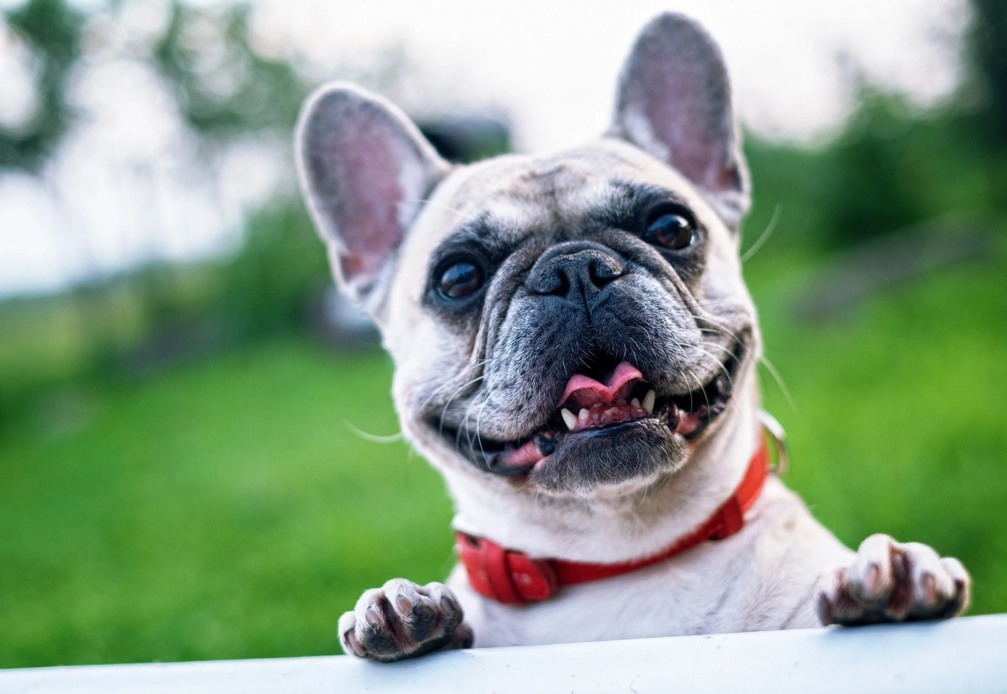 Geen stambomen meer toegestaan voor mopshonden en Franse bulldogs