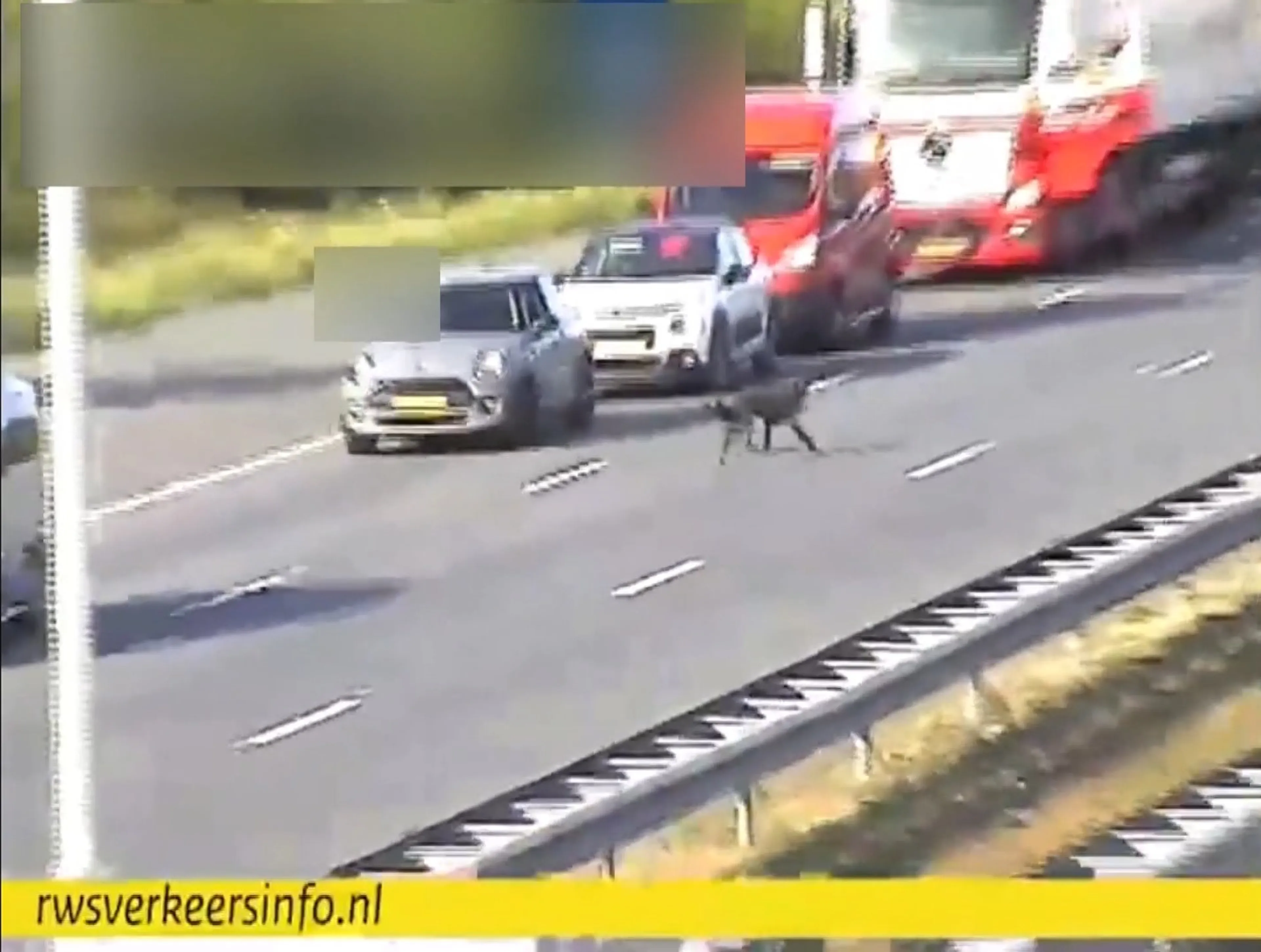 Loslopende hond legt A28 stil en steekt drukke snelweg over