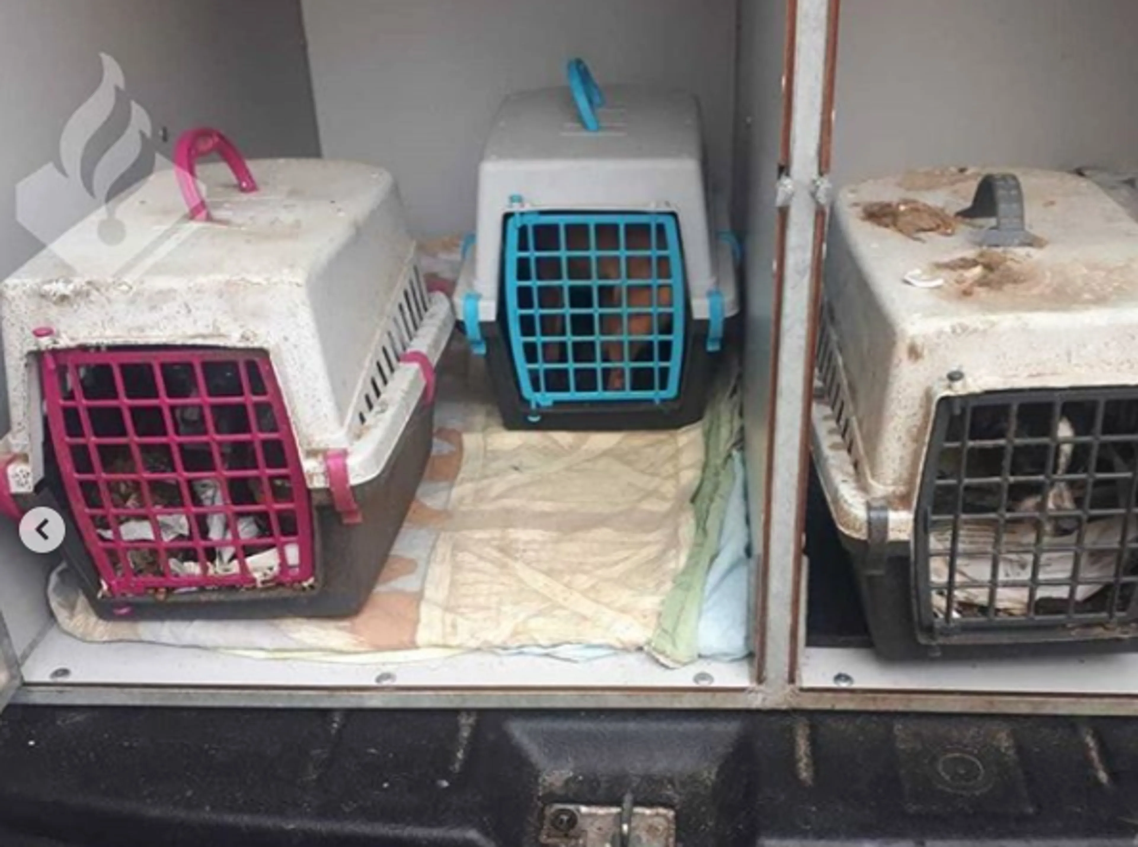 Politie vindt 22 katten en dode honden in woning Rotterdam