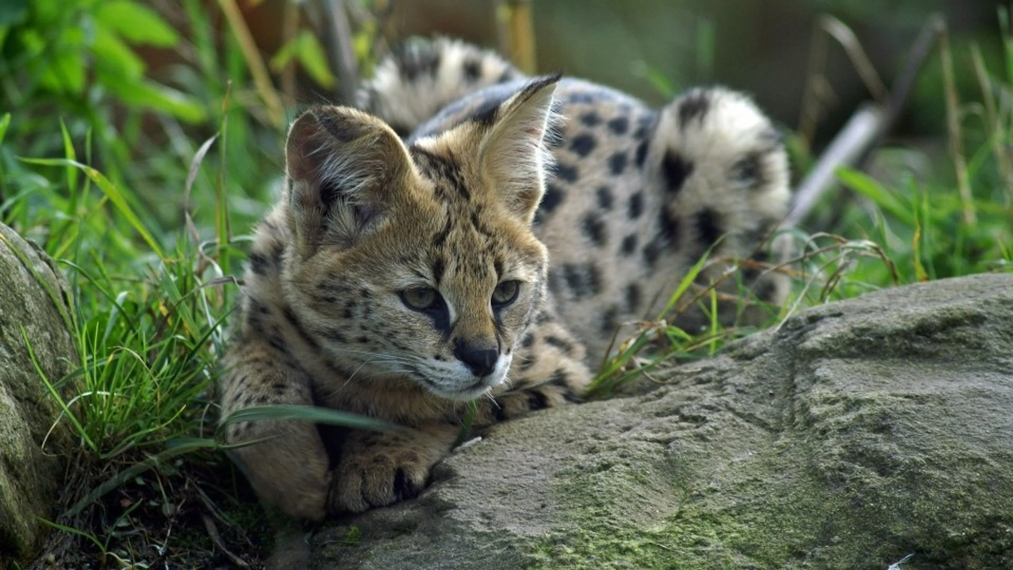 Ontsnapte serval zorgt voor onrust in Helmondse wijk