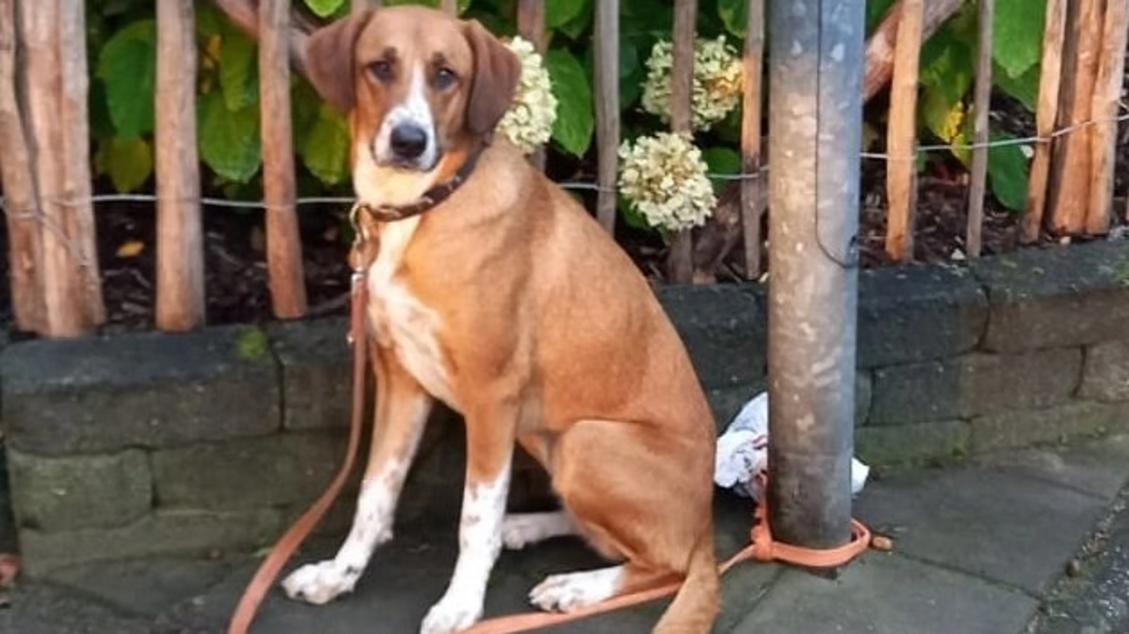 Hond vastgebonden aan lantaarnpaal achtergelaten in Zuidlaren
