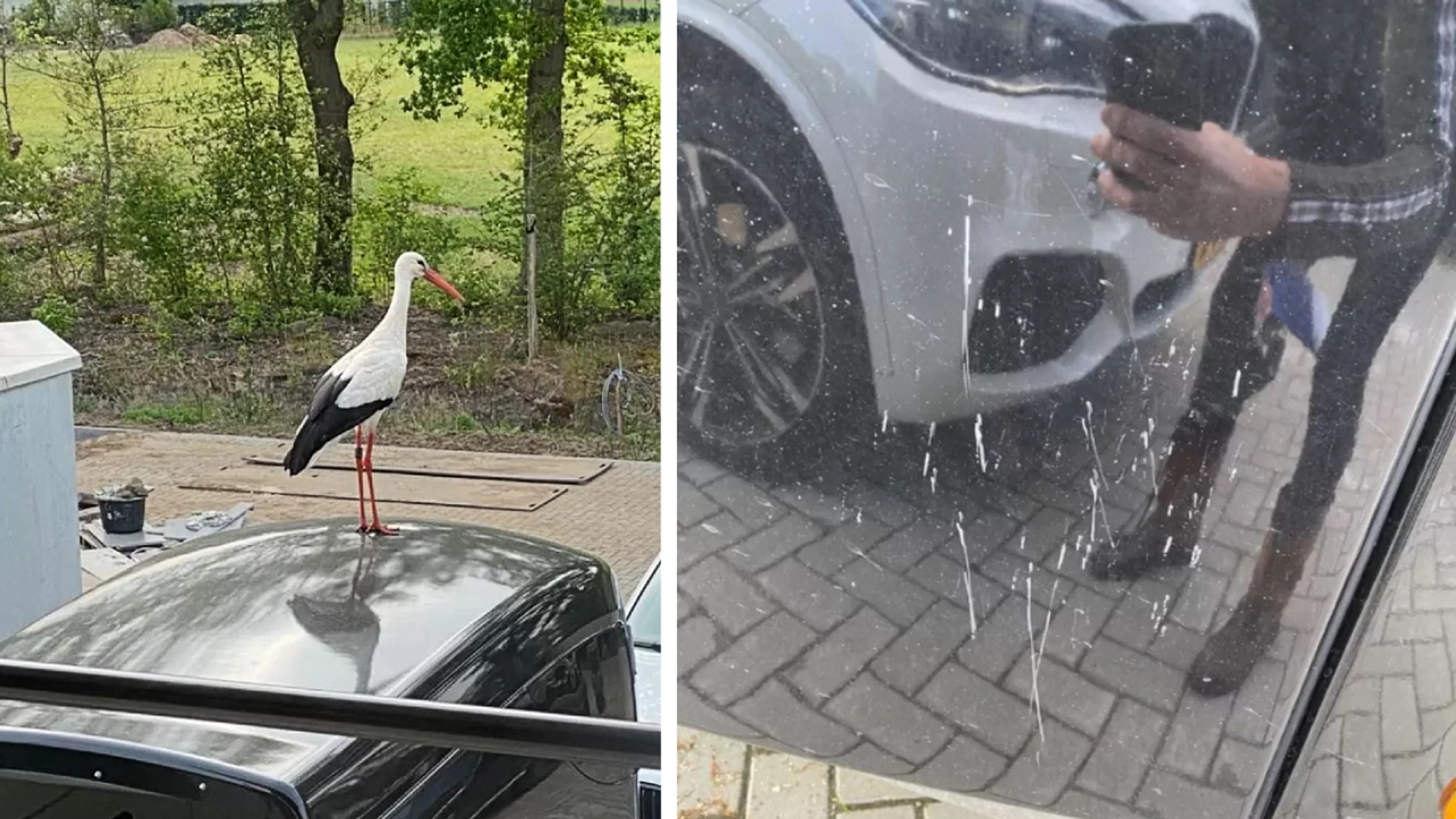 Ooievaar Ollie terroriseert de buurt: 'Afschieten is geen optie'