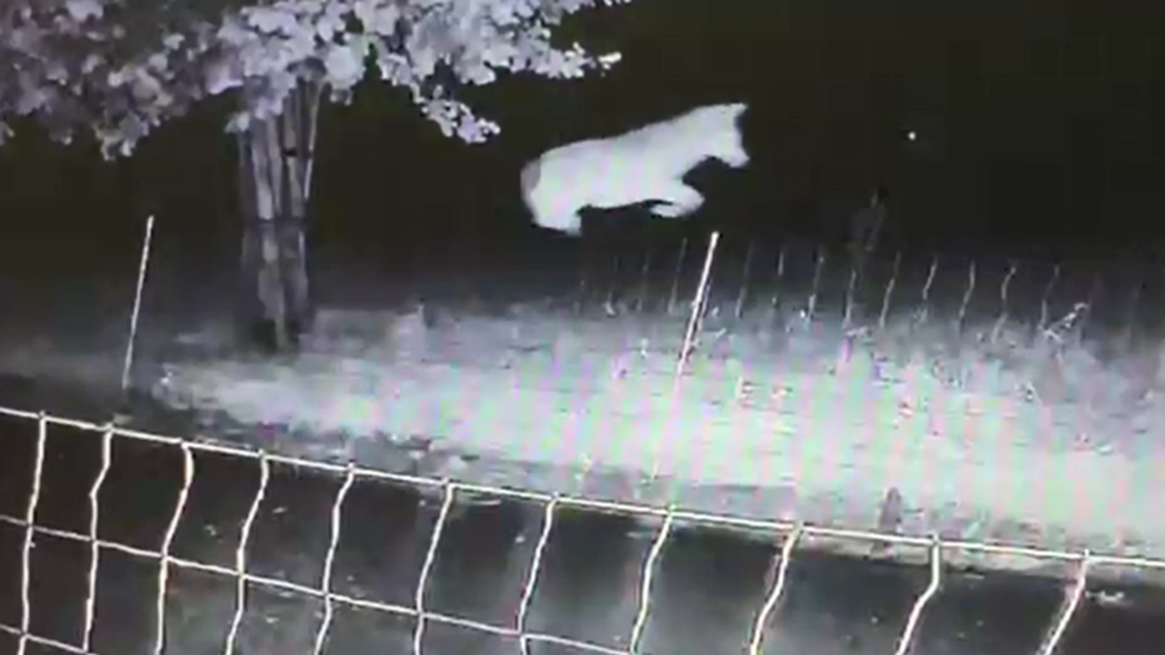 Provincie wil wolf afschieten die over raster sprong en schapen doodde