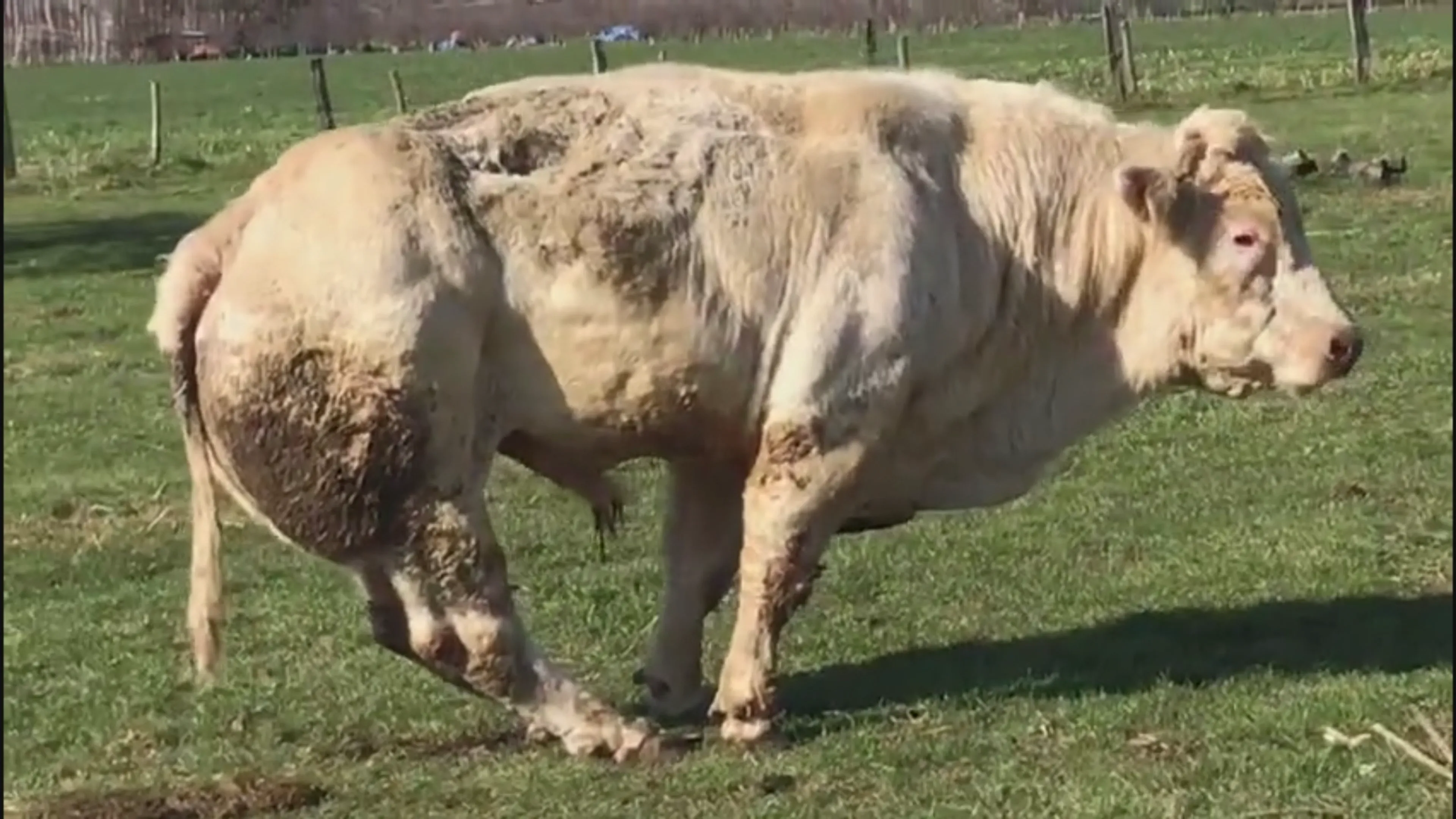 Verwaarloosde stier niet enige dier met te weinig zorg, eigenaar vindt commotie overdreven