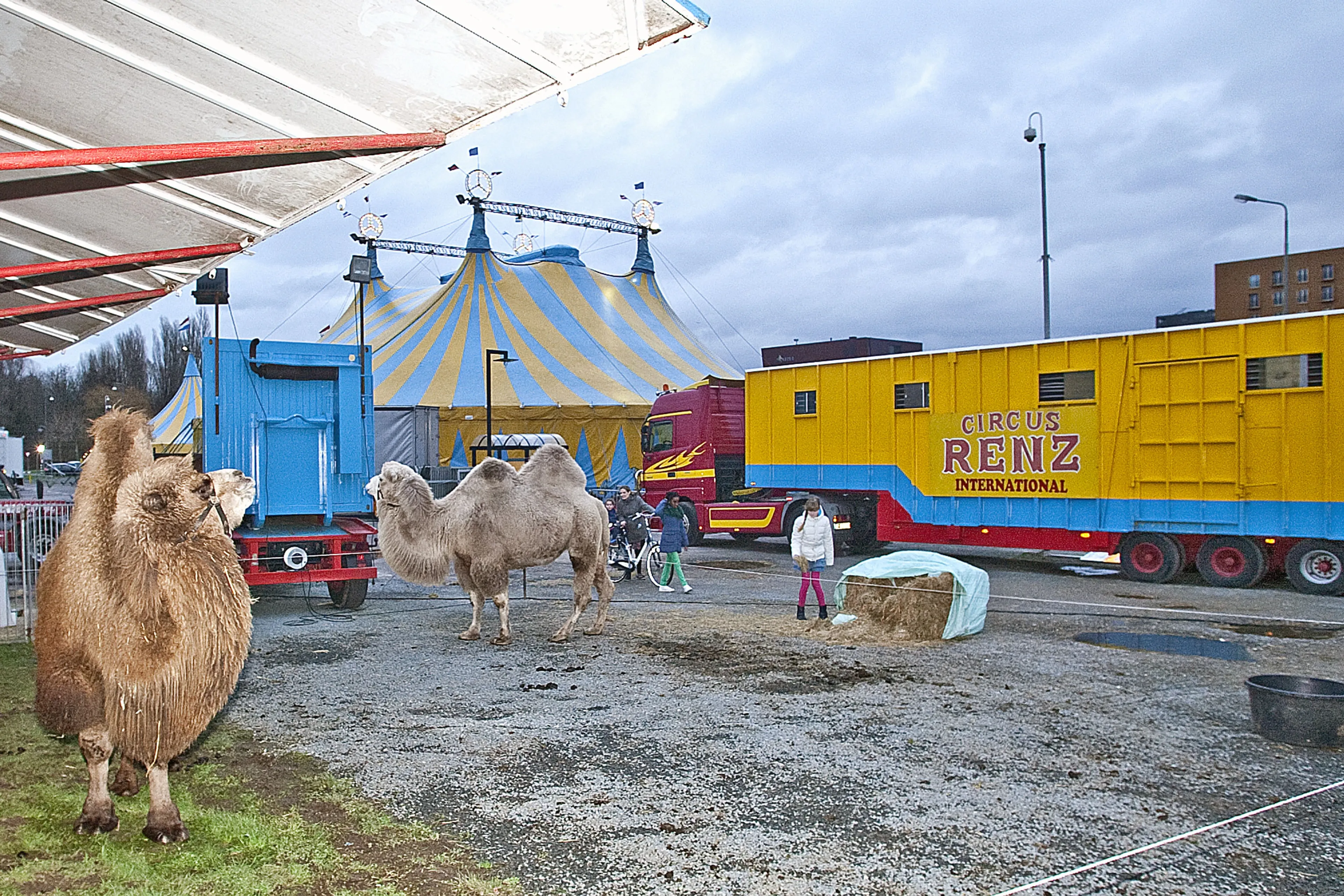 'Circusbroers Renz aangehouden voor poging tot moord'