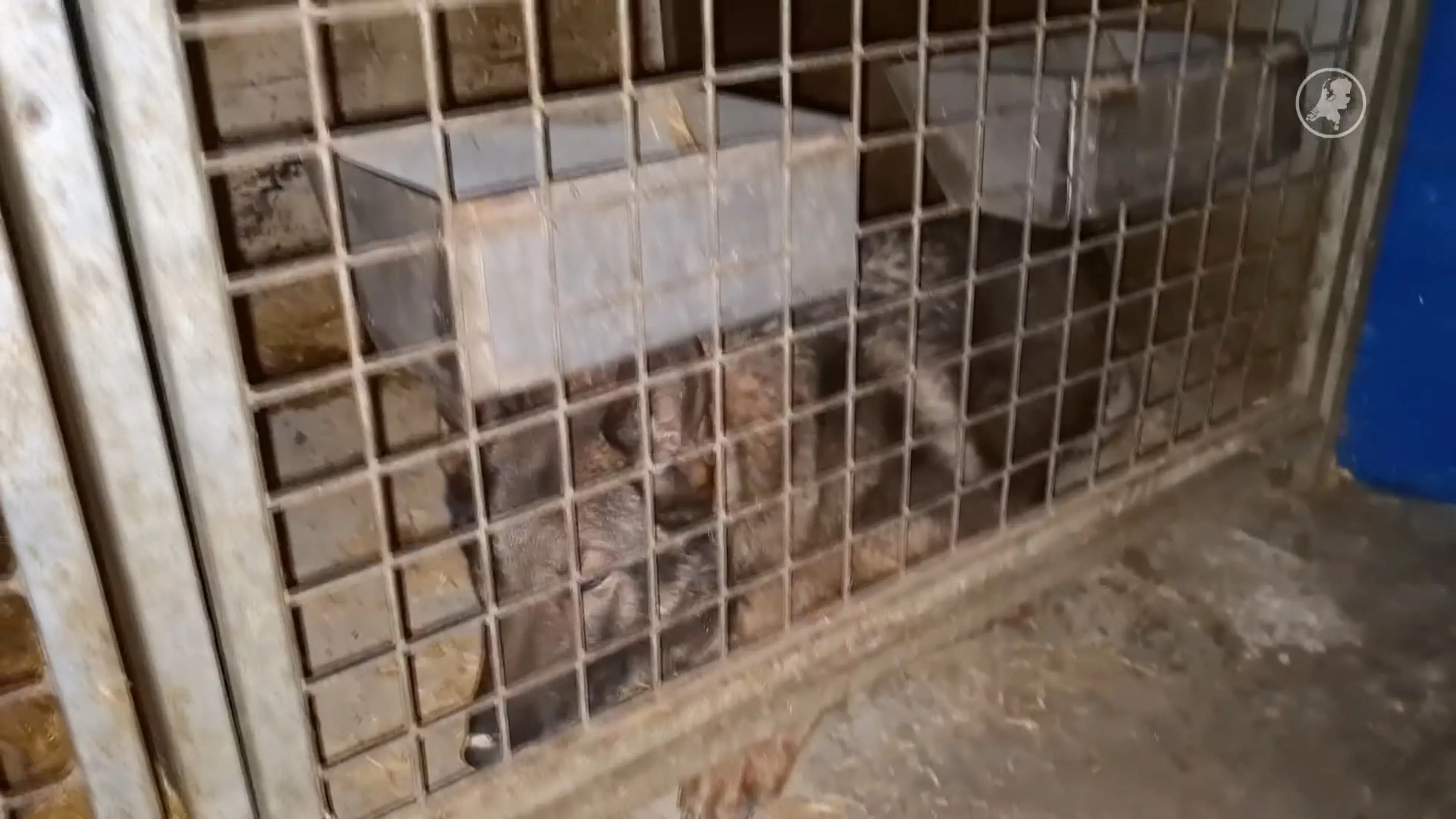 LID neemt meerdere dieren in beslag uit loods zonder daglicht in Limburg