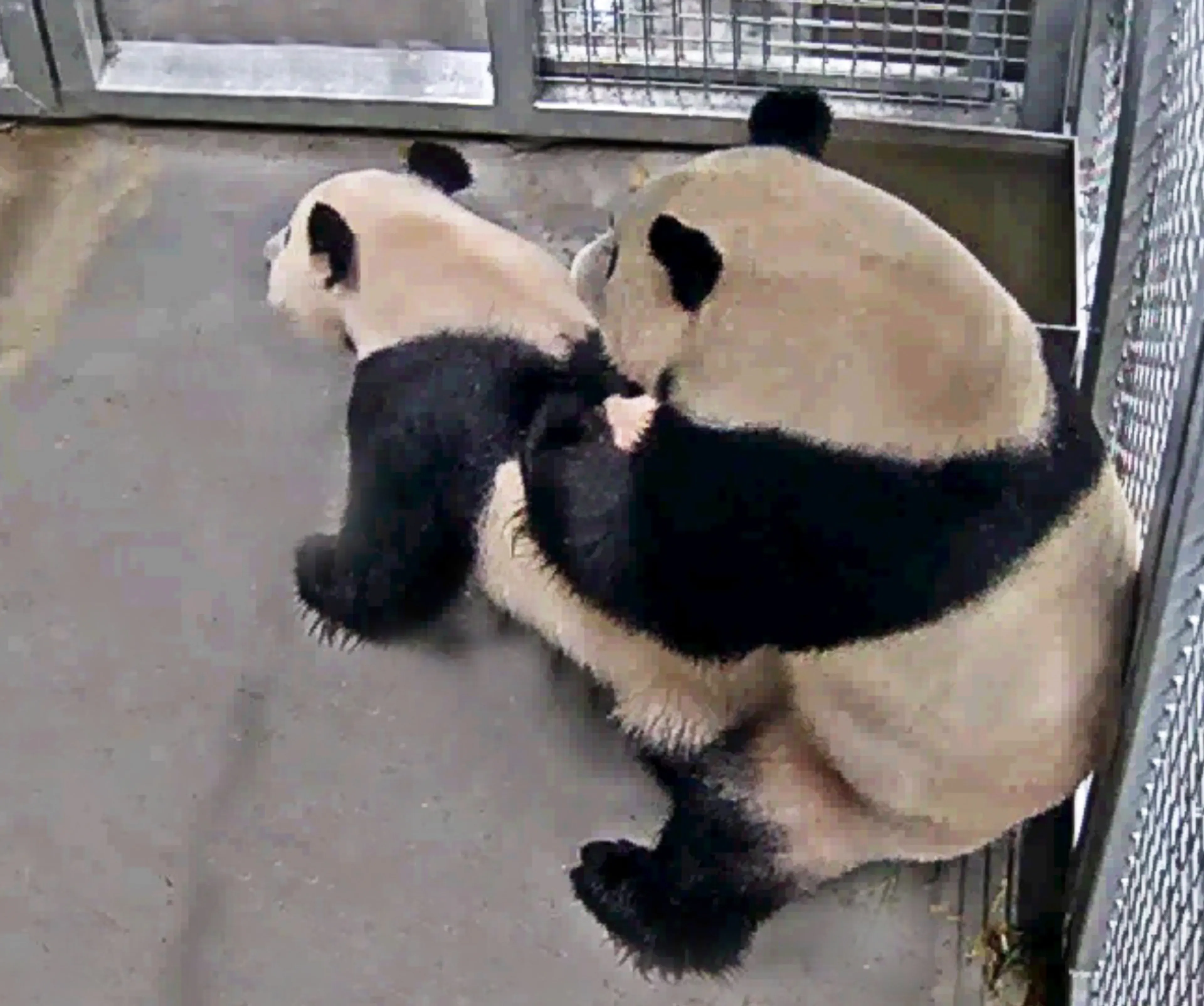 Hoogtepunt in Ouwehands Dierenpark: de twee reuzenpanda's hebben gepaard!
