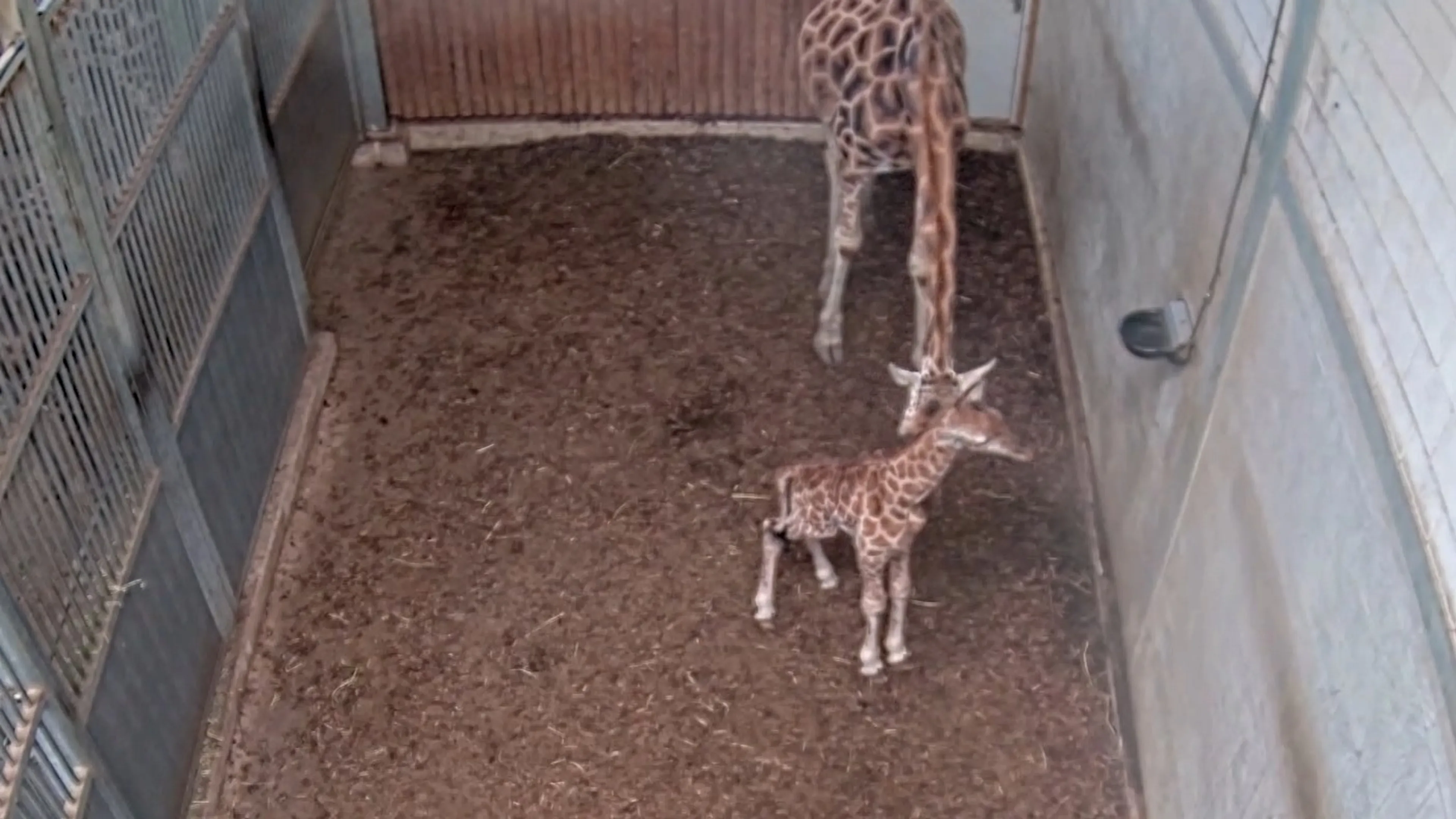 Blijdschap in Wildlands: babygiraf Kenyi geboren
