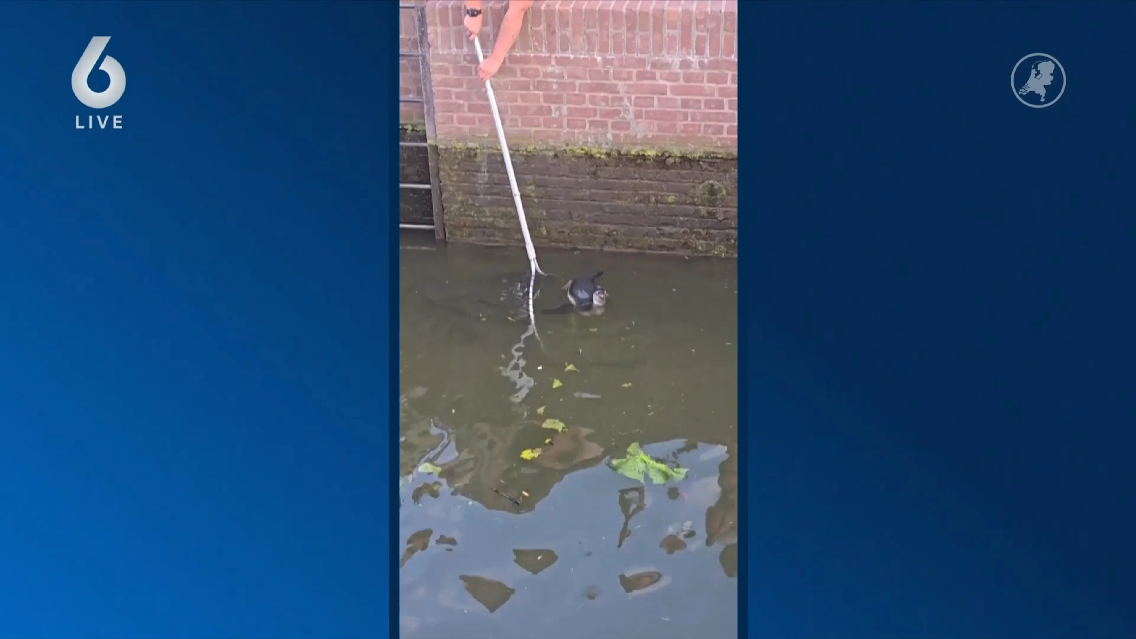 'Puberale' pinguïn ontsnapt uit Avifauna en eindigt bij sluis Roelofarendsveen