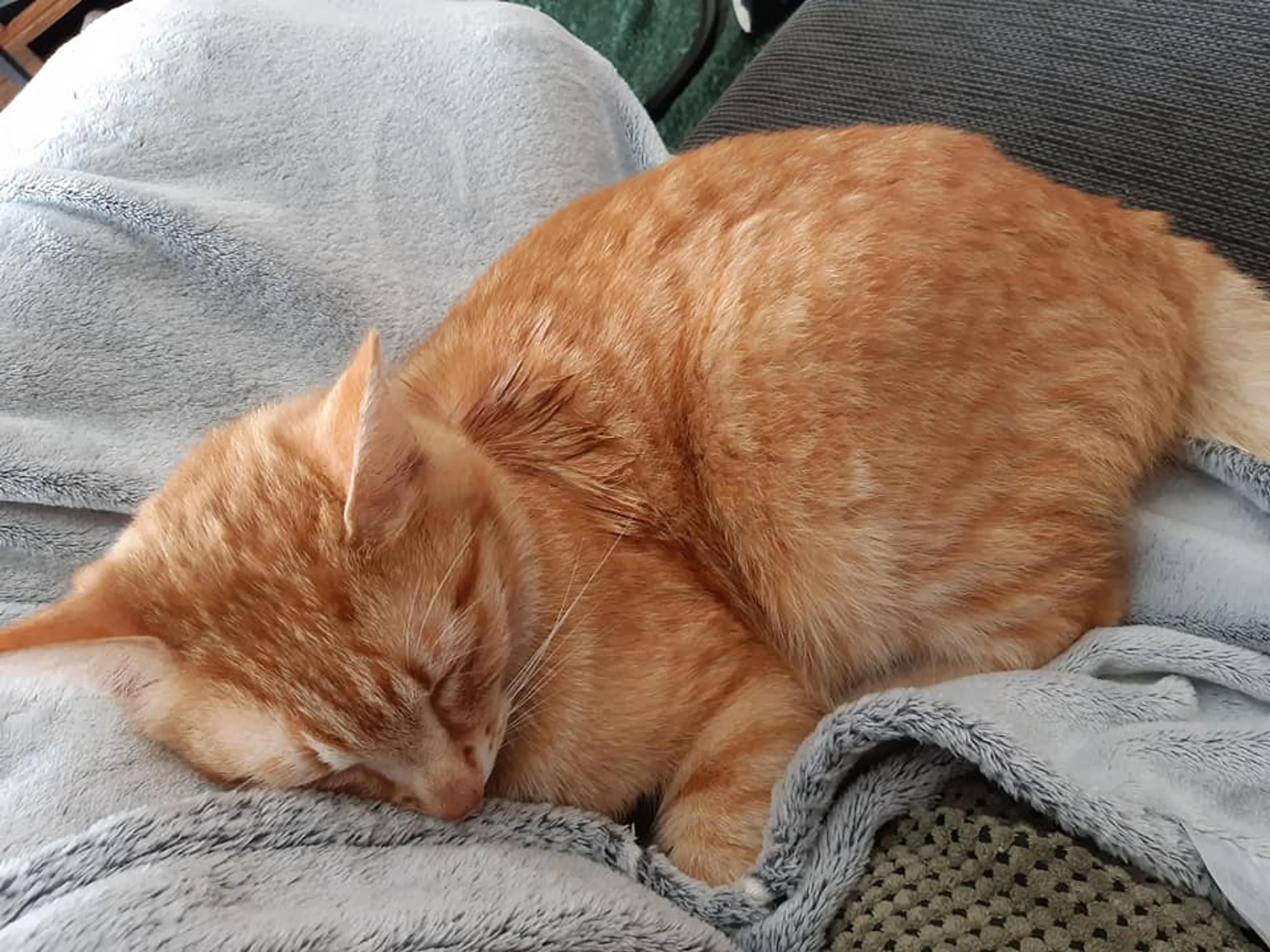 Kater Memphis zoveelste slachtoffer Hedelse 'kattenschieter': beloning voor gouden tip