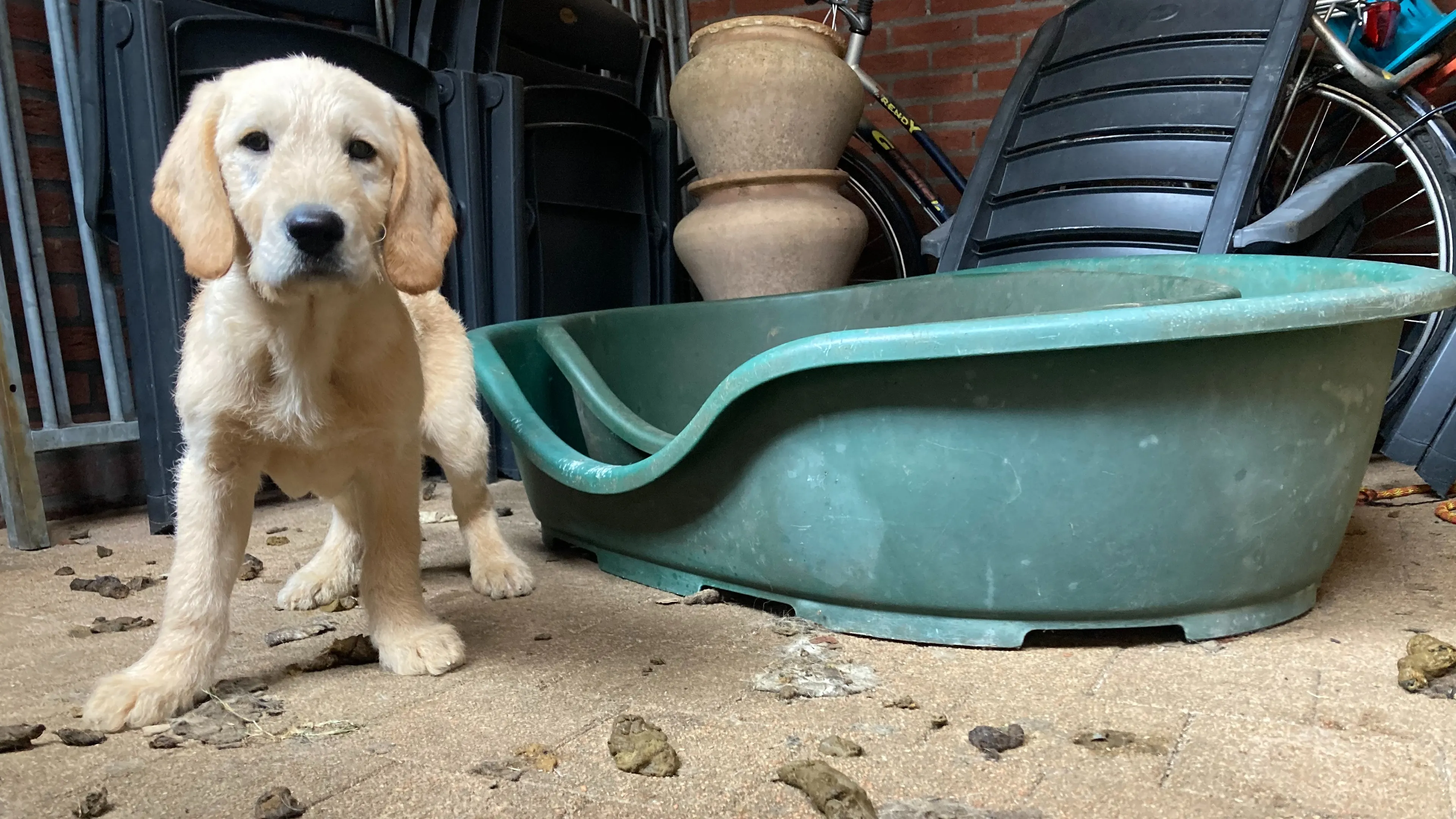 Hondenverwaarlozer weet van geen ophouden: 'Hond had opengesprongen tumor met maden'