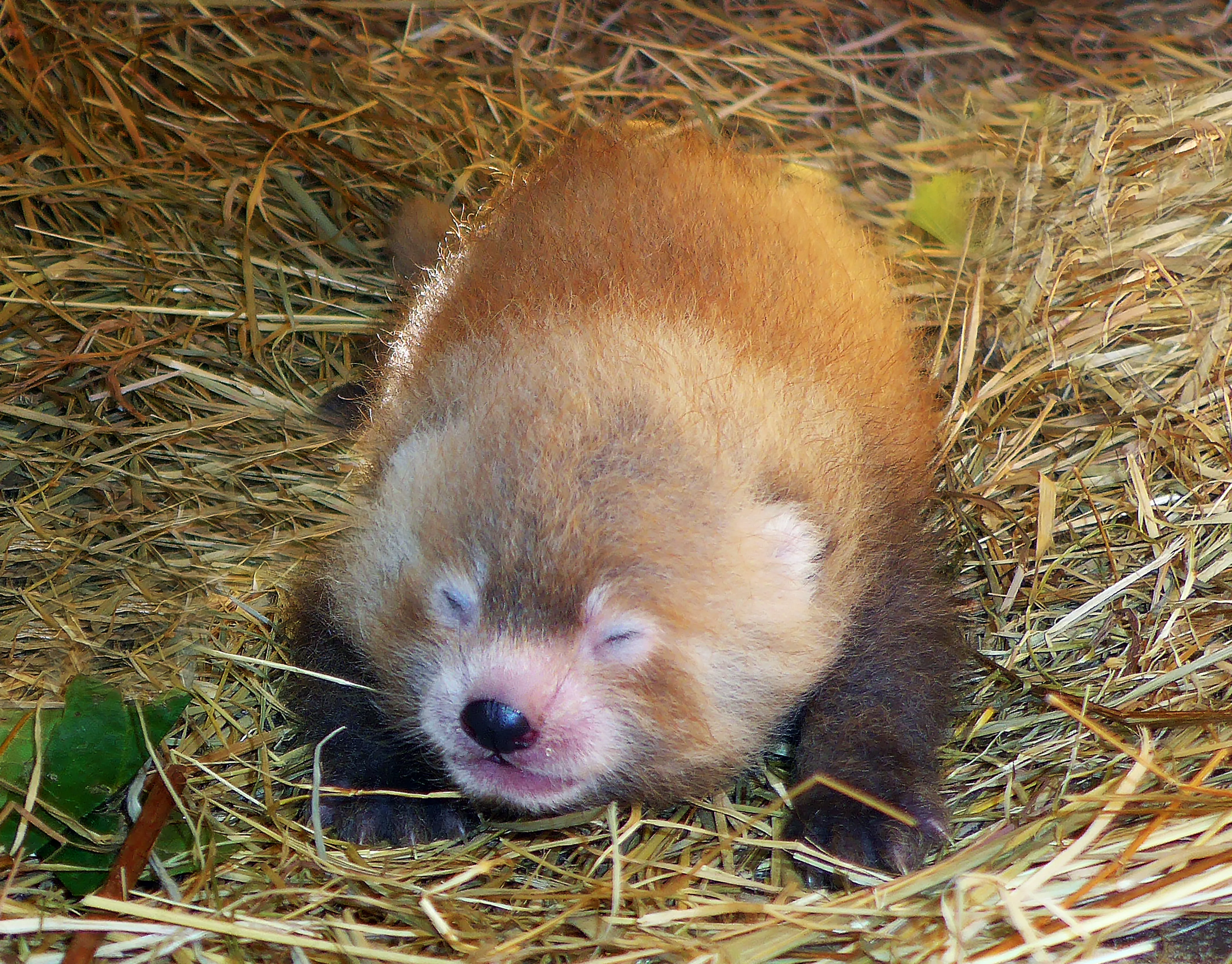 Beschuit met muisjes! Rode panda geboren in Safaripark Beekse Bergen