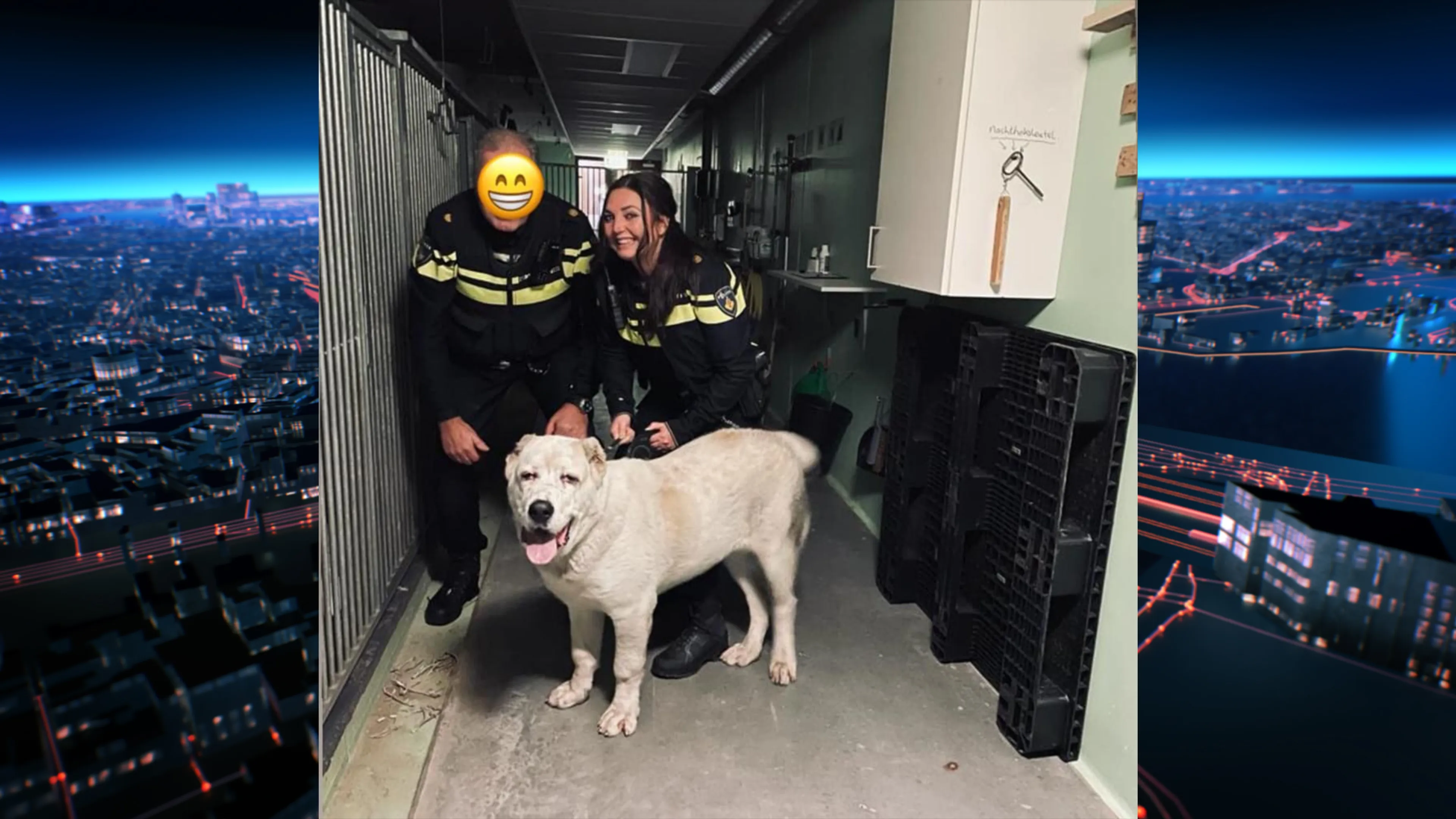 Verwaarloosde hond leeft maanden op drassig dak in Rijswijk