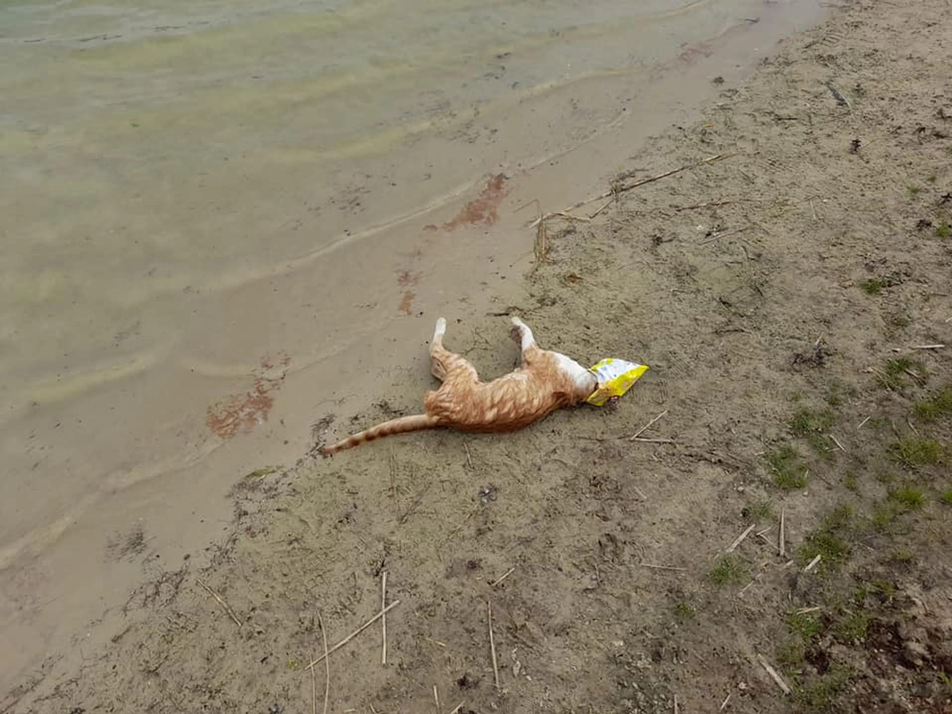 Kat stikt in lege chipszak bij recreatieplas, omwonenden zijn klaar met de rommel