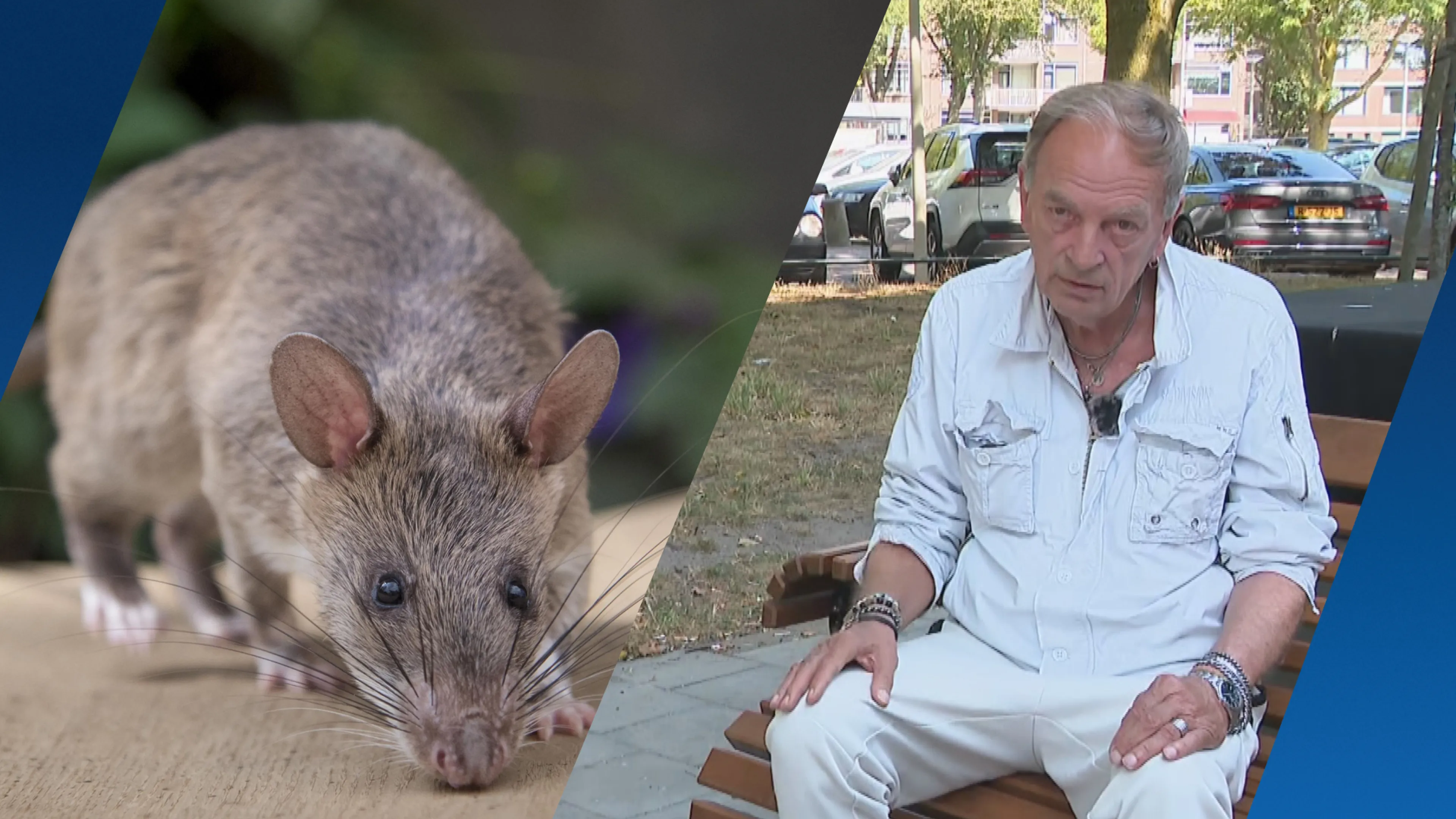 In Den Haag worden ze gek van de ratten: 'Het gaat een keer mis' 