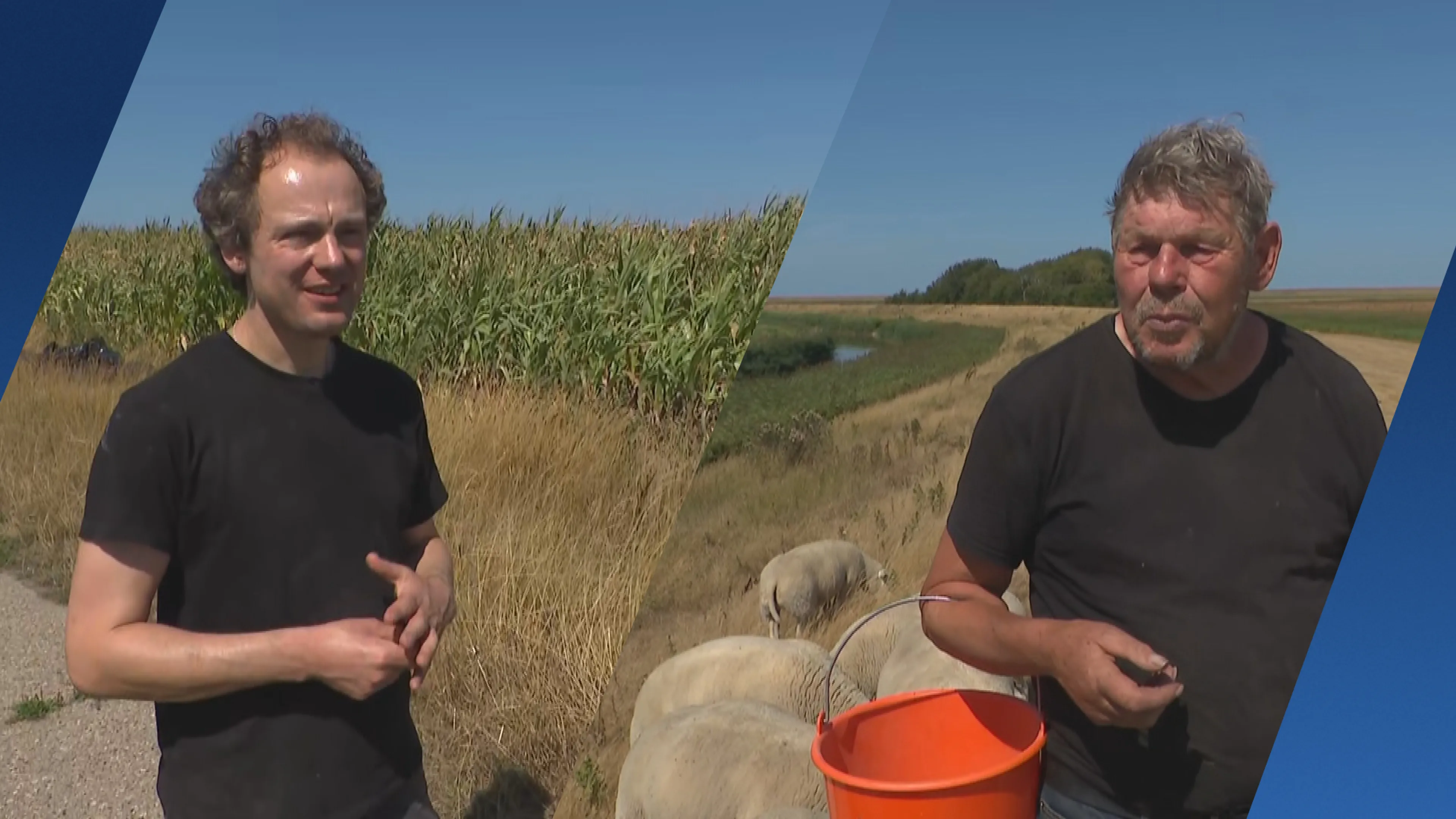 Texelse boeren in de knel door droogte: proef met regenwater moet uitkomst bieden