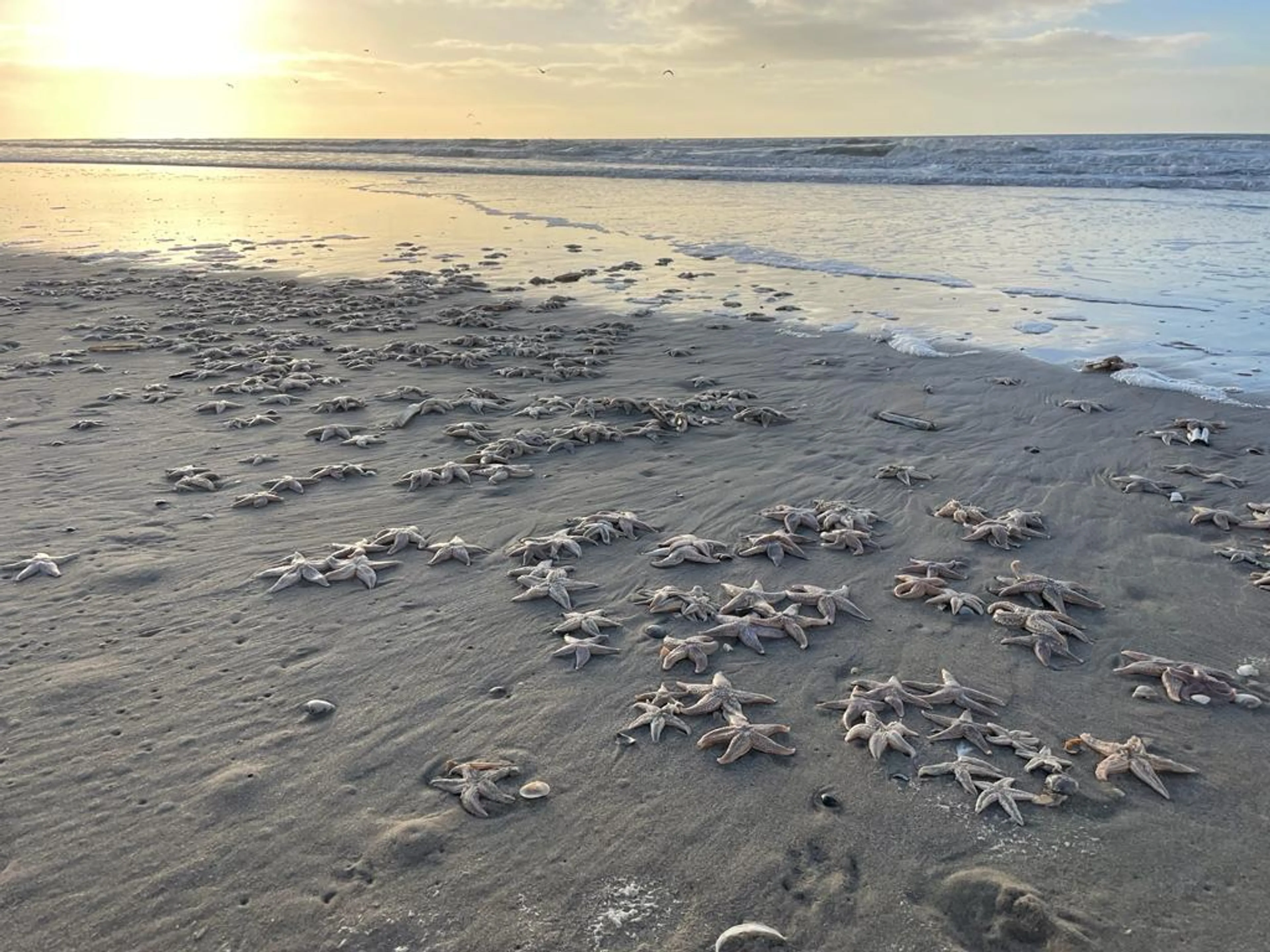 ZIEN: Duizenden zeesterren aangespoeld op strand van Bloemendaal