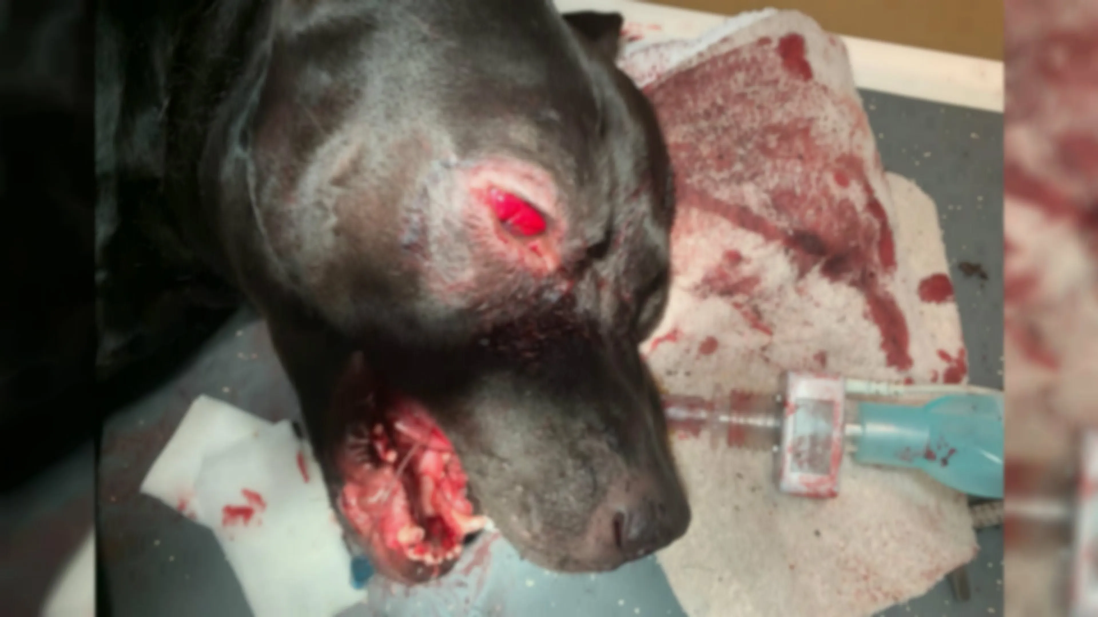 Baasje hond Tommy doet aangifte tegen politie: 'Laatste woord is nog niet gezegd'