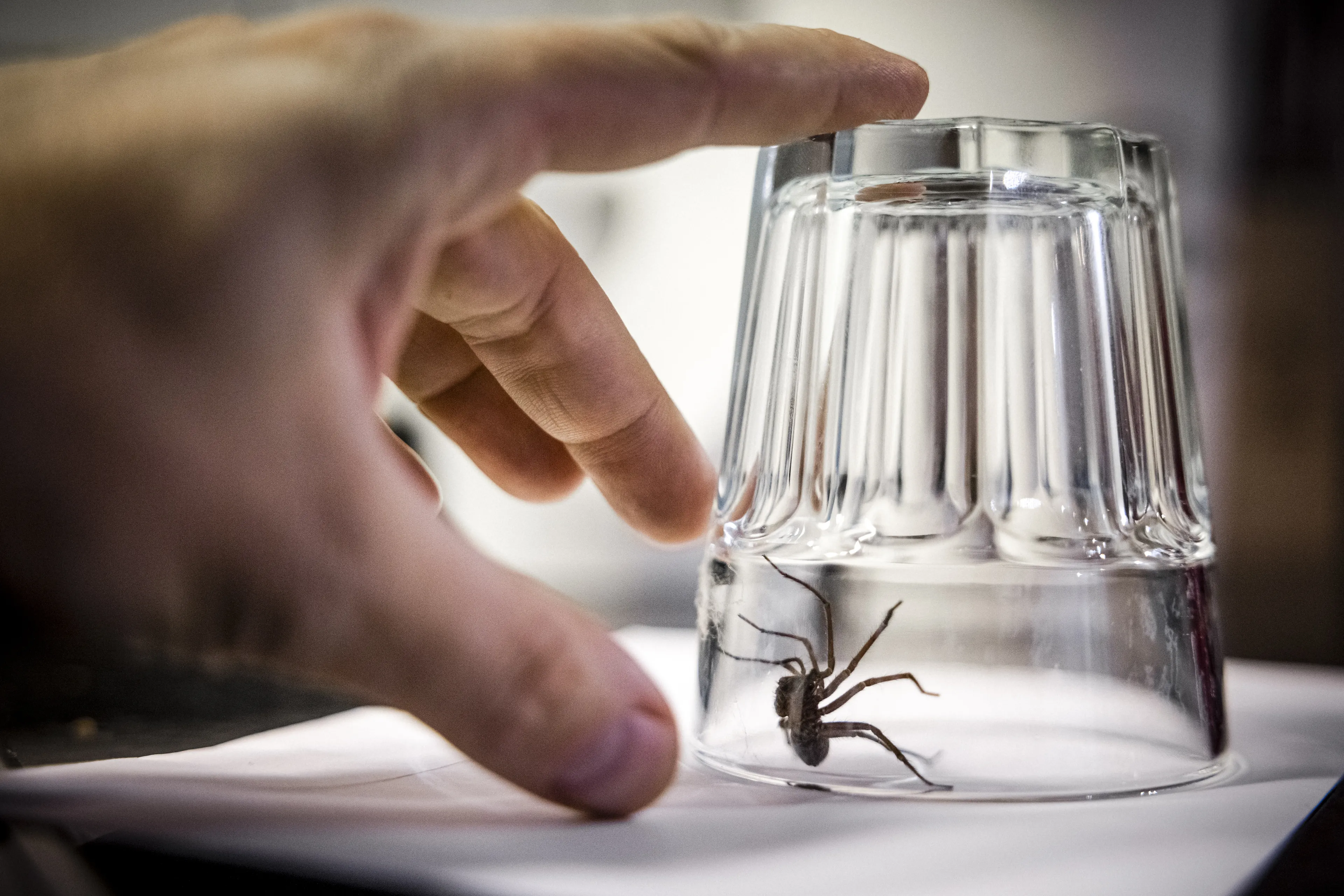 Het spinnenseizoen is begonnen: zo houd je ze buiten de deur