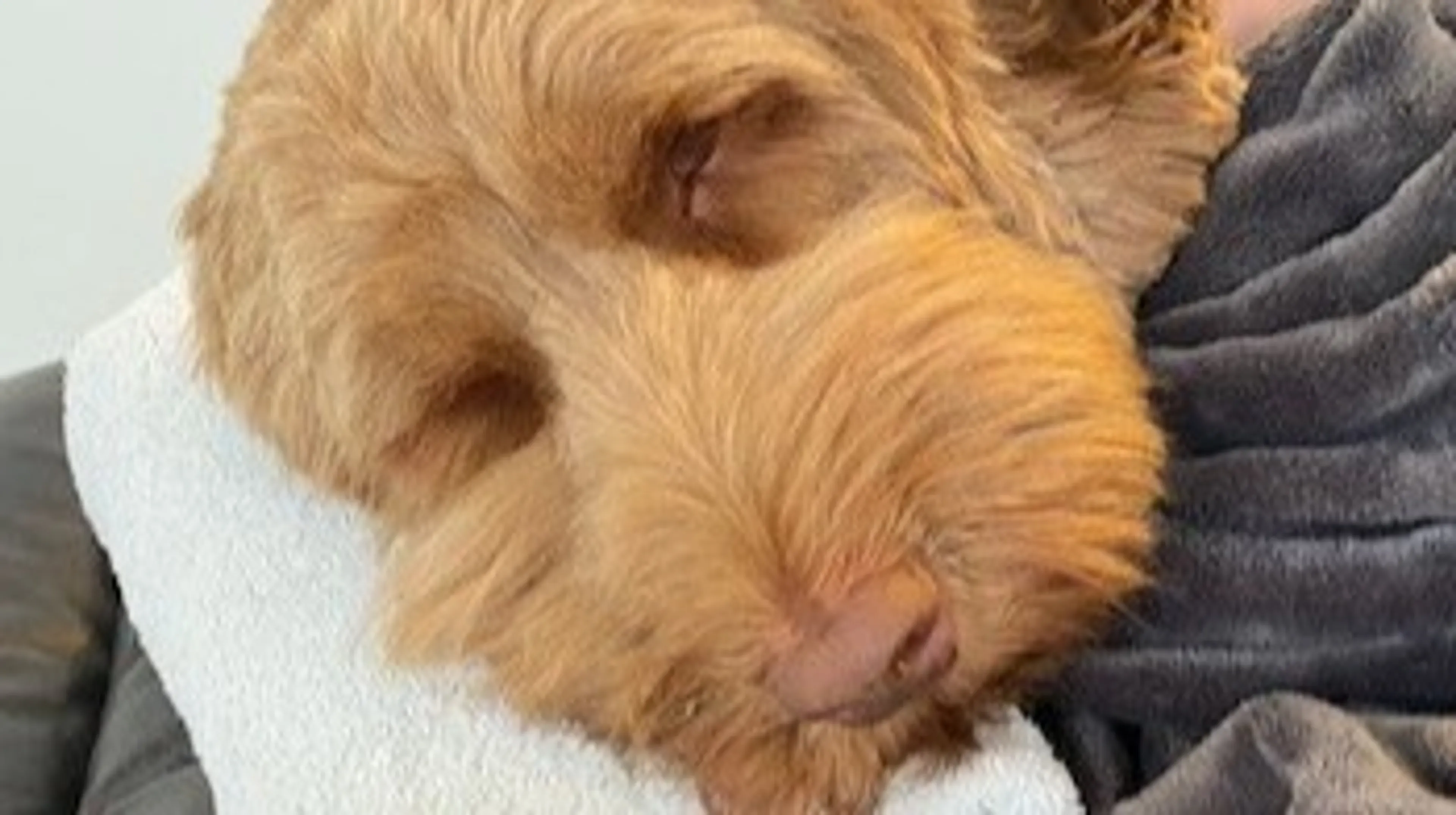 Hond Scott vergiftigd door mensenpoep met THC en cocaïne