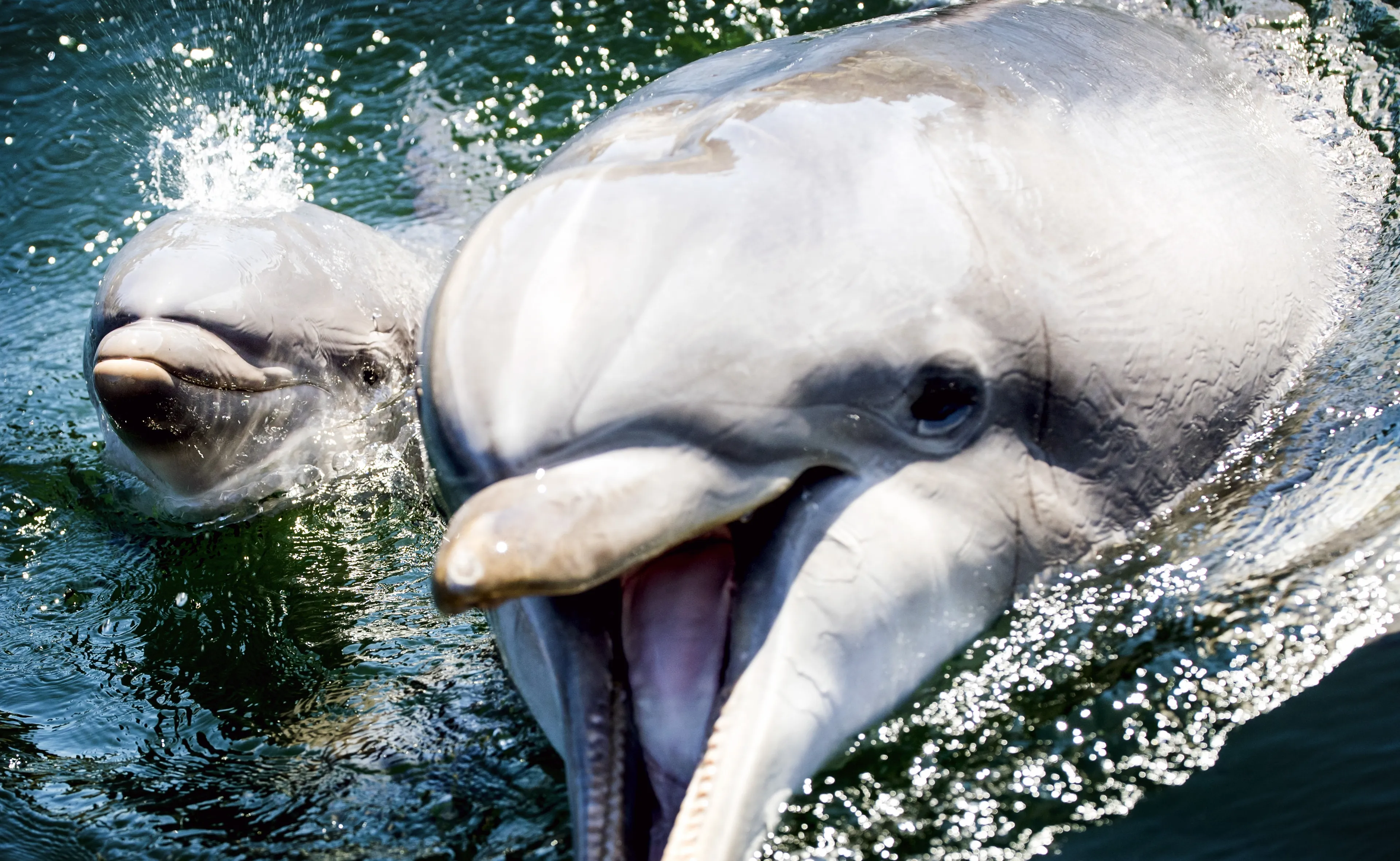 Kabinet wil fokverbod op dolfijnen, Dolfinarium kritisch op plan