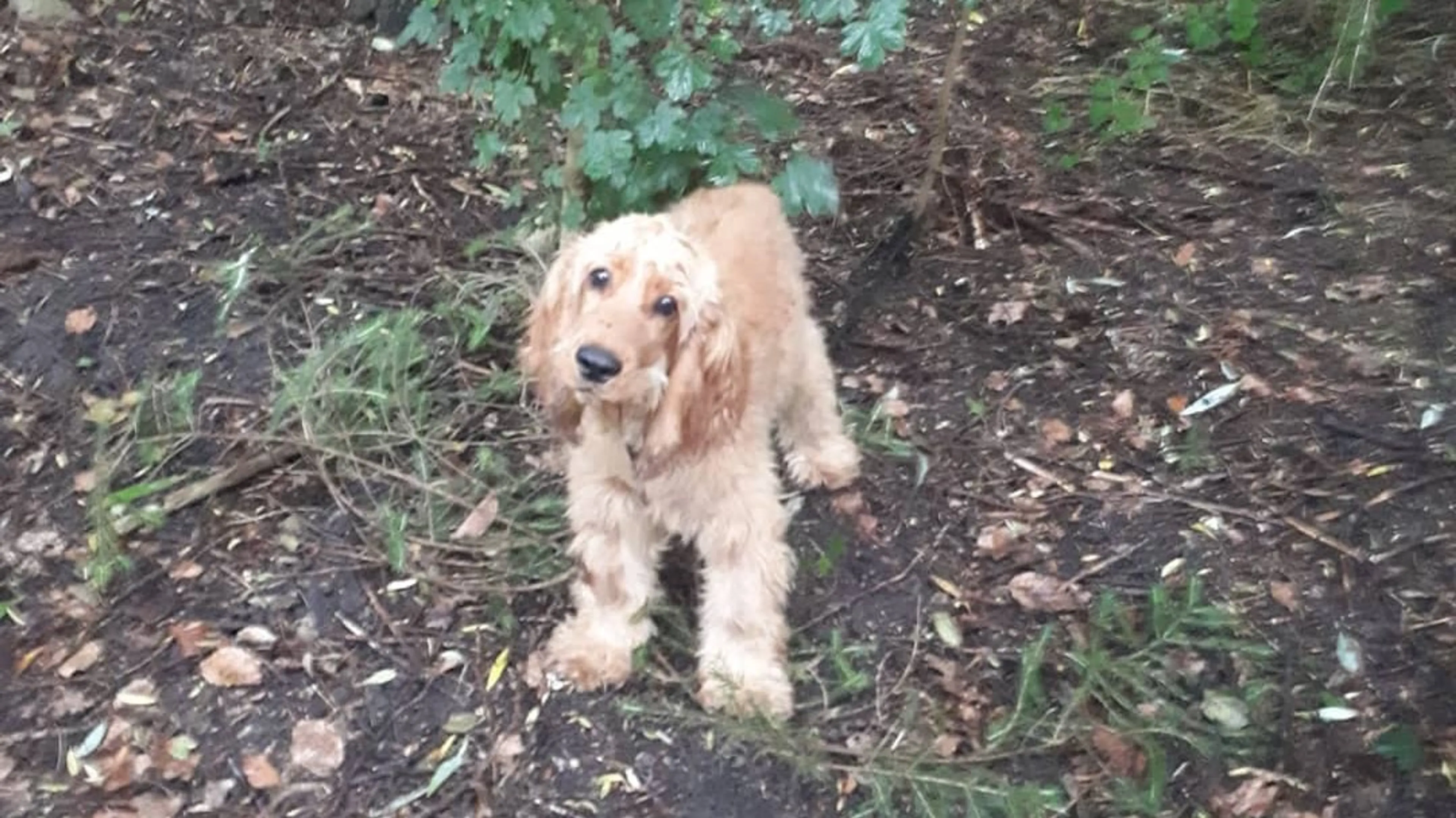 Hondje vastgebonden en achtergelaten in Spaarnwoude, politie houdt verdachte aan
