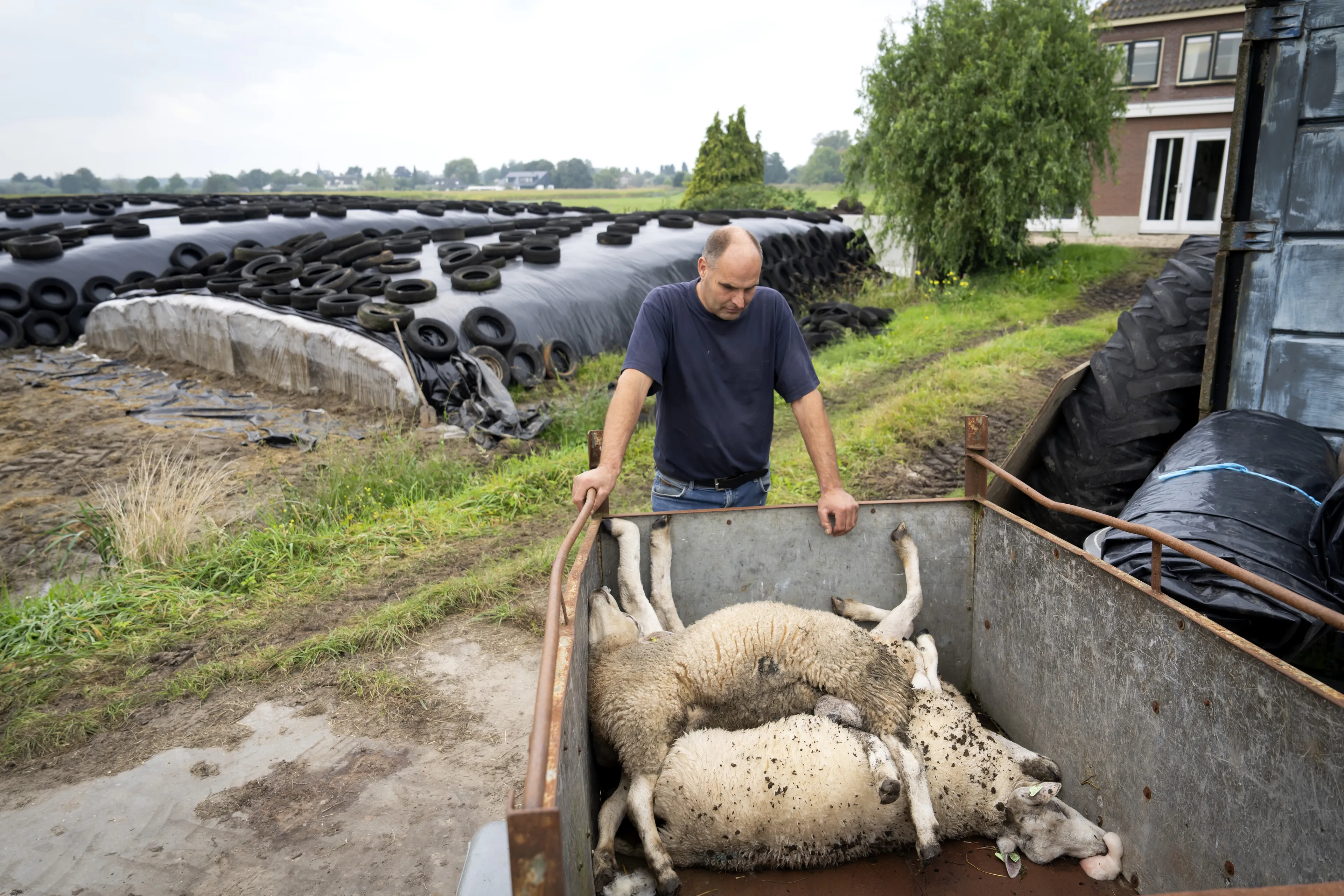 Blauwtong grijpt verder om zich heen: aantal besmettingen blijft stijgen
