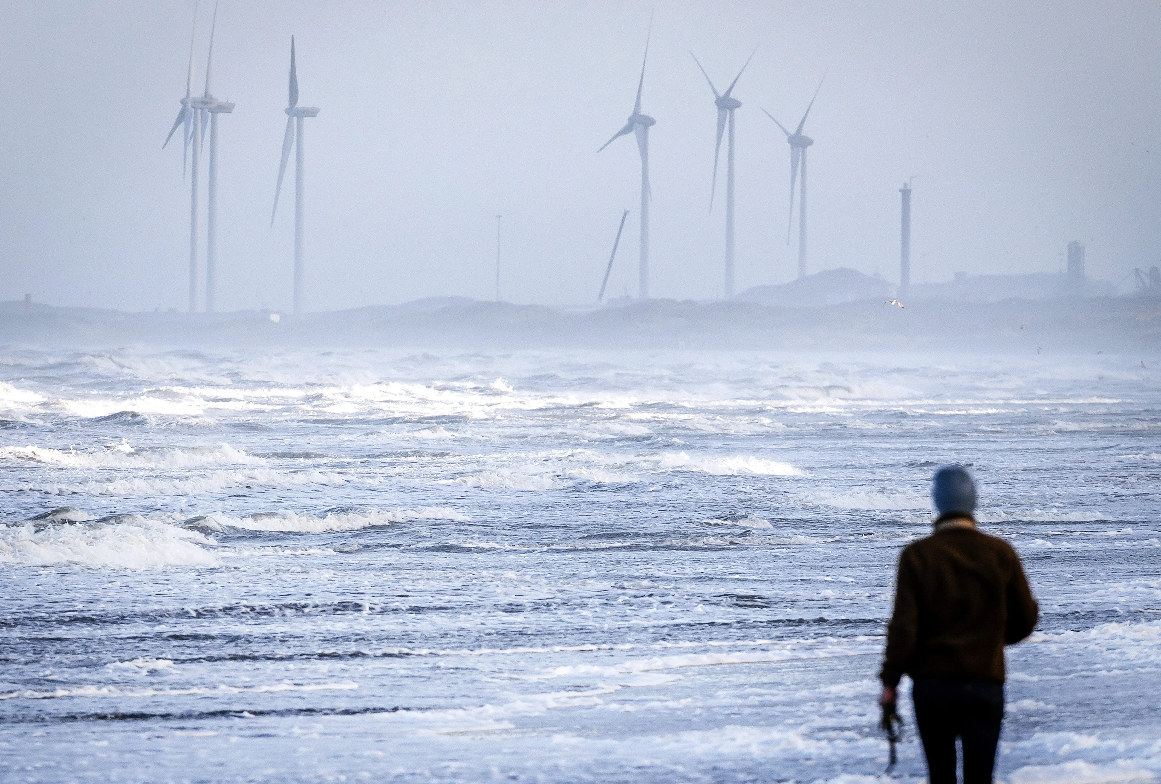 Ansjovis verdwenen uit Oosterschelde: "Dit jaar staat de teller op nog geen kilo"