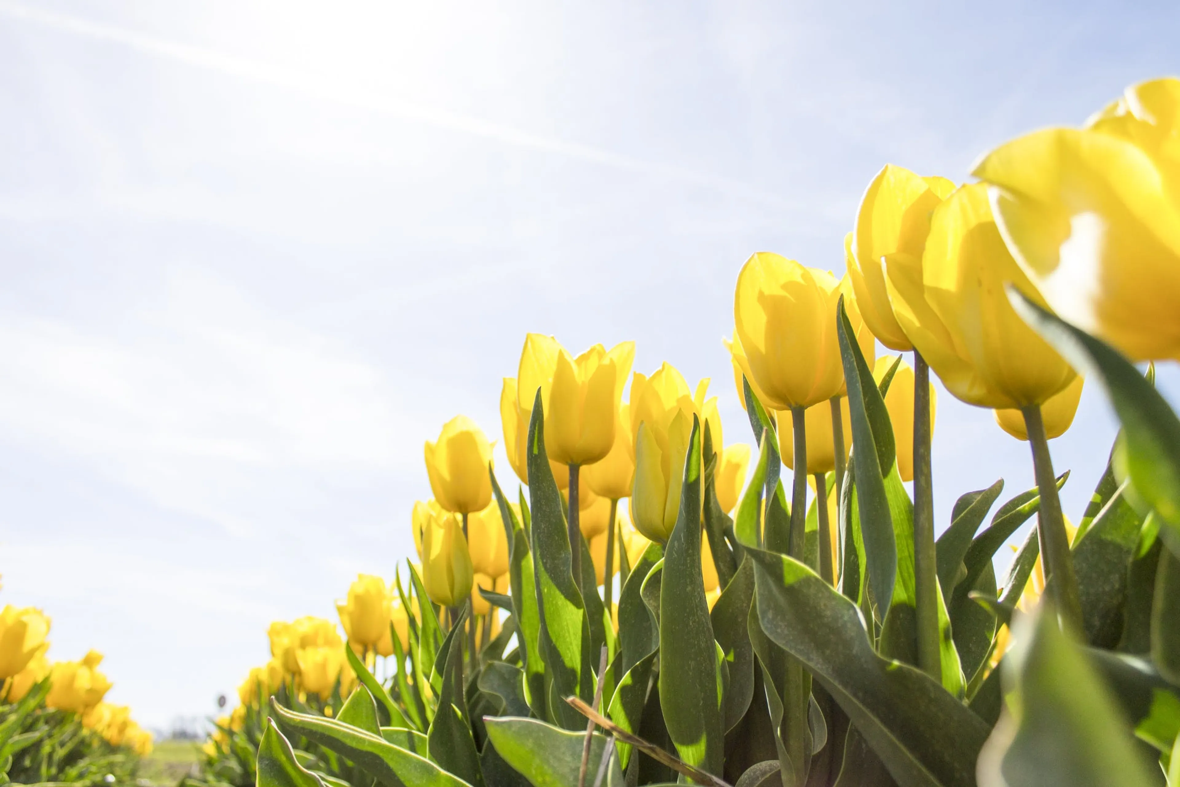 Weer tijdens paasweekend: zonnetje, maar fris voor tijd van het jaar