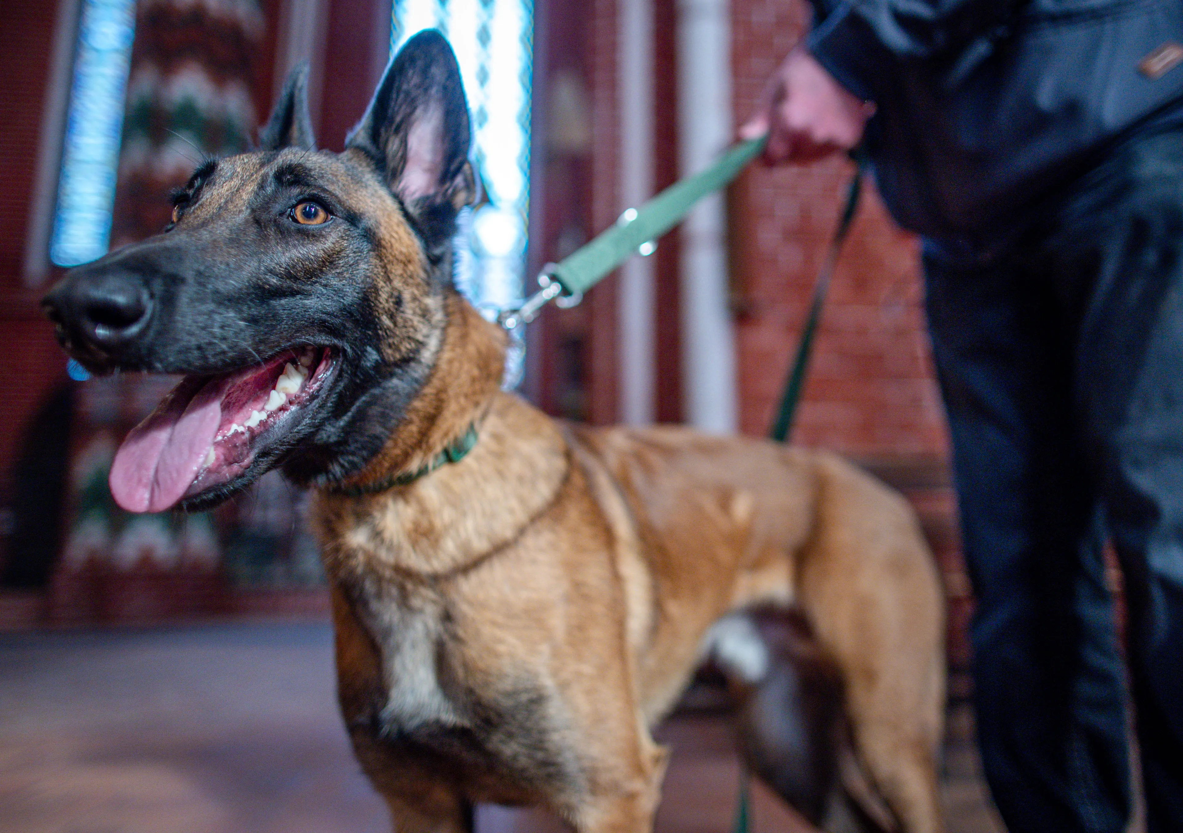 Politiehond hapt in verdachte bij inval in Boskoop