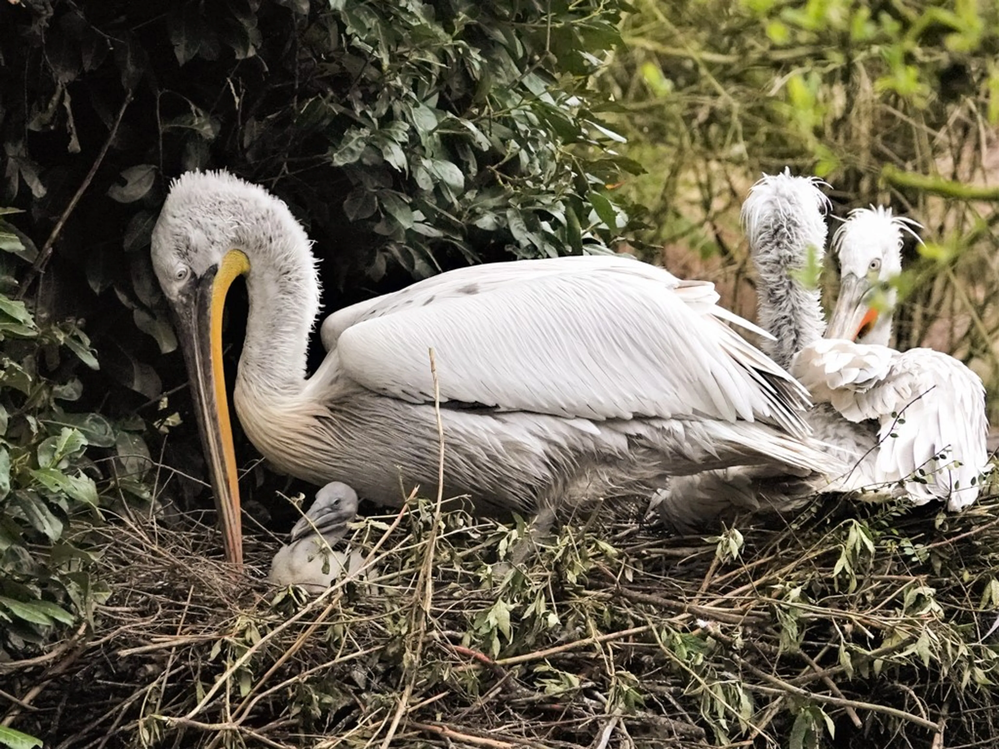 Voor het eerst pelikanenkuiken uit ei gekropen in Dierenpark Amersfoort