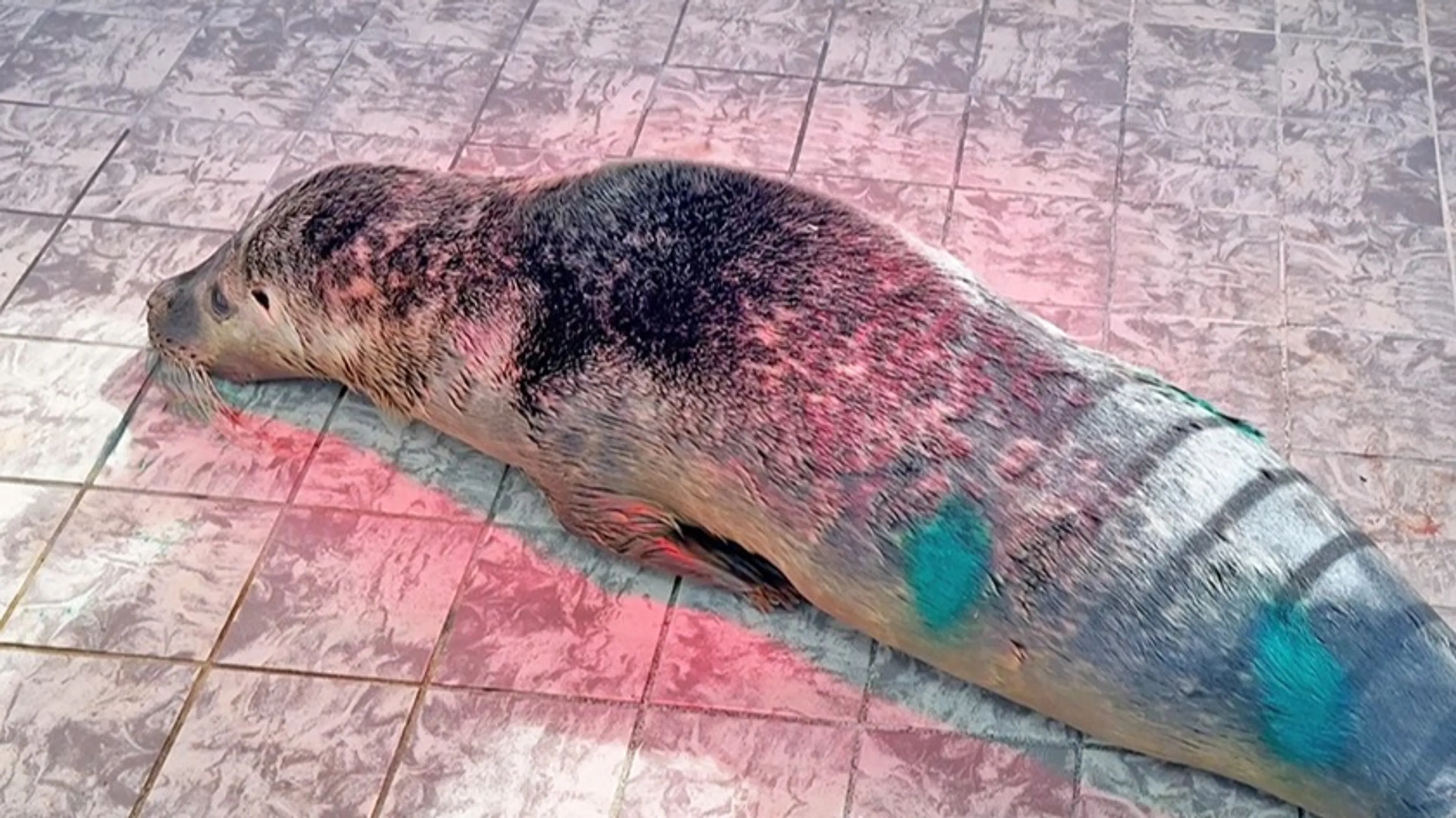 Loslopende honden doden zeehond op Texel: 'Werd zelfs de lucht in gegooid'