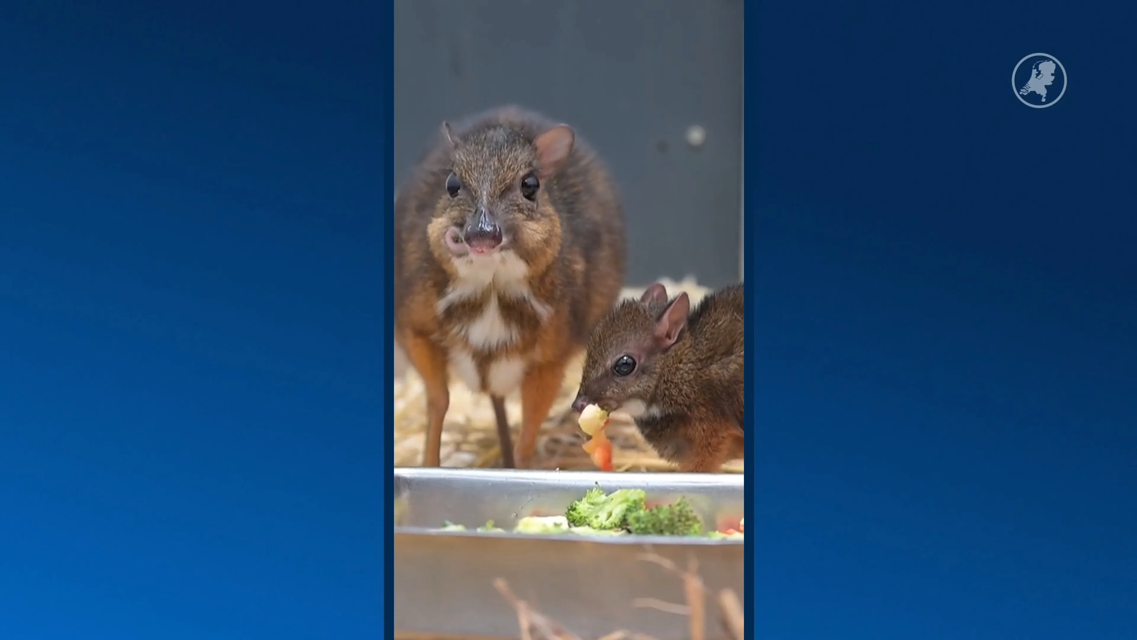 Bijzonder: eerste Javaanse kantjil geboren in WILDLANDS Emmen