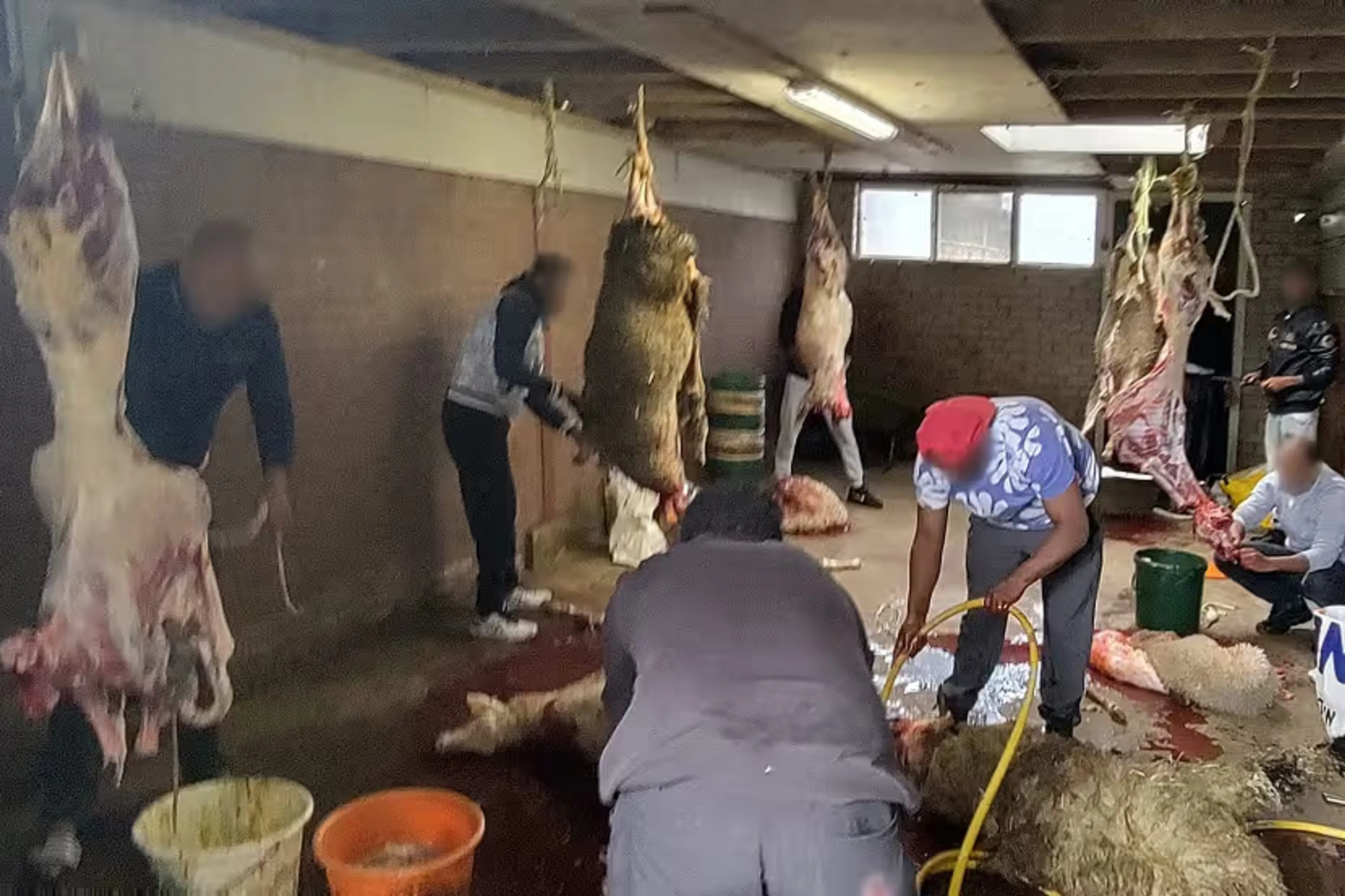 Schapen zonder verdoving geslacht in Friesland: NVWA grijpt in
