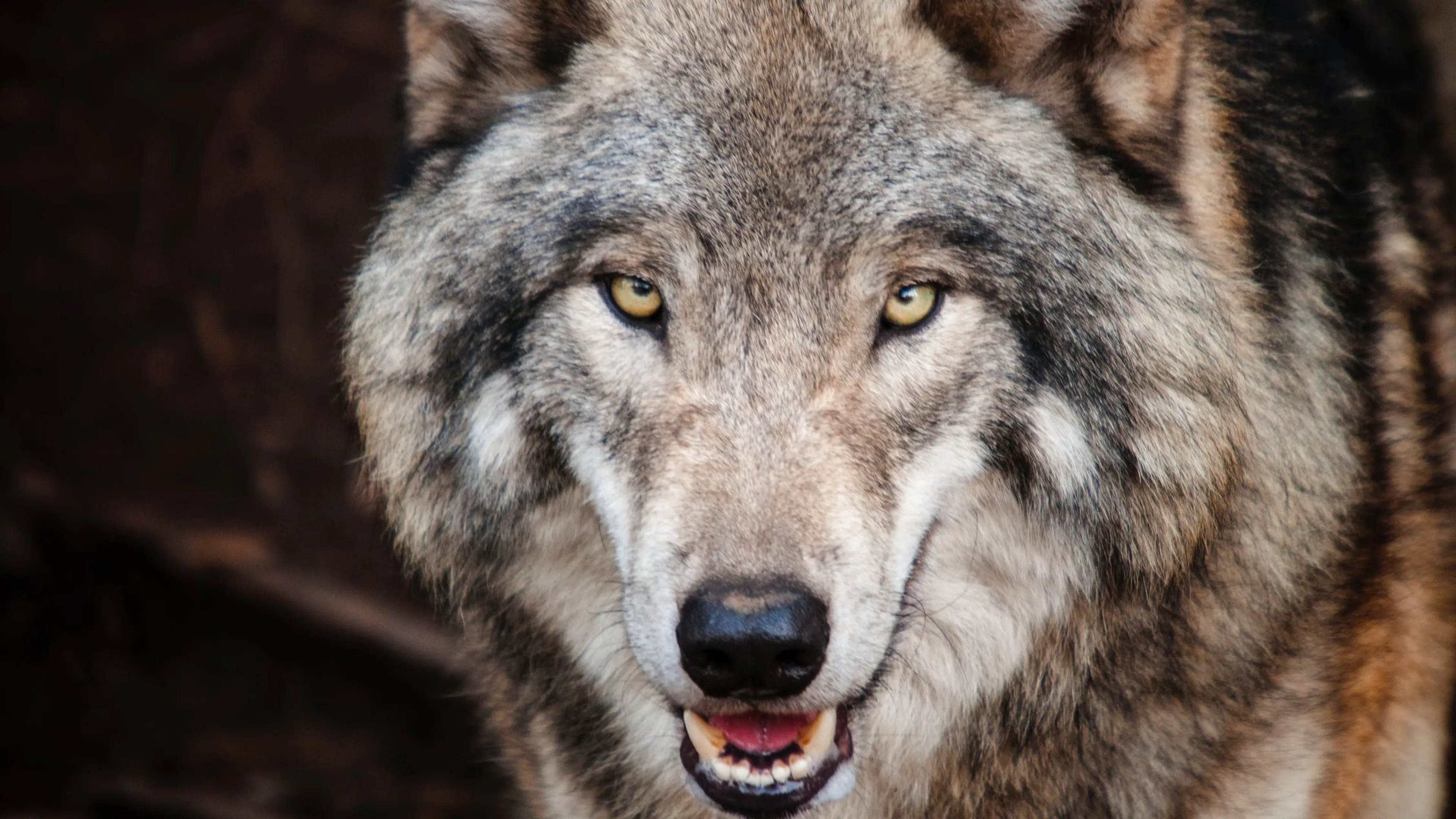 Niet wolf maar honden verantwoordelijk voor dood meerdere dieren