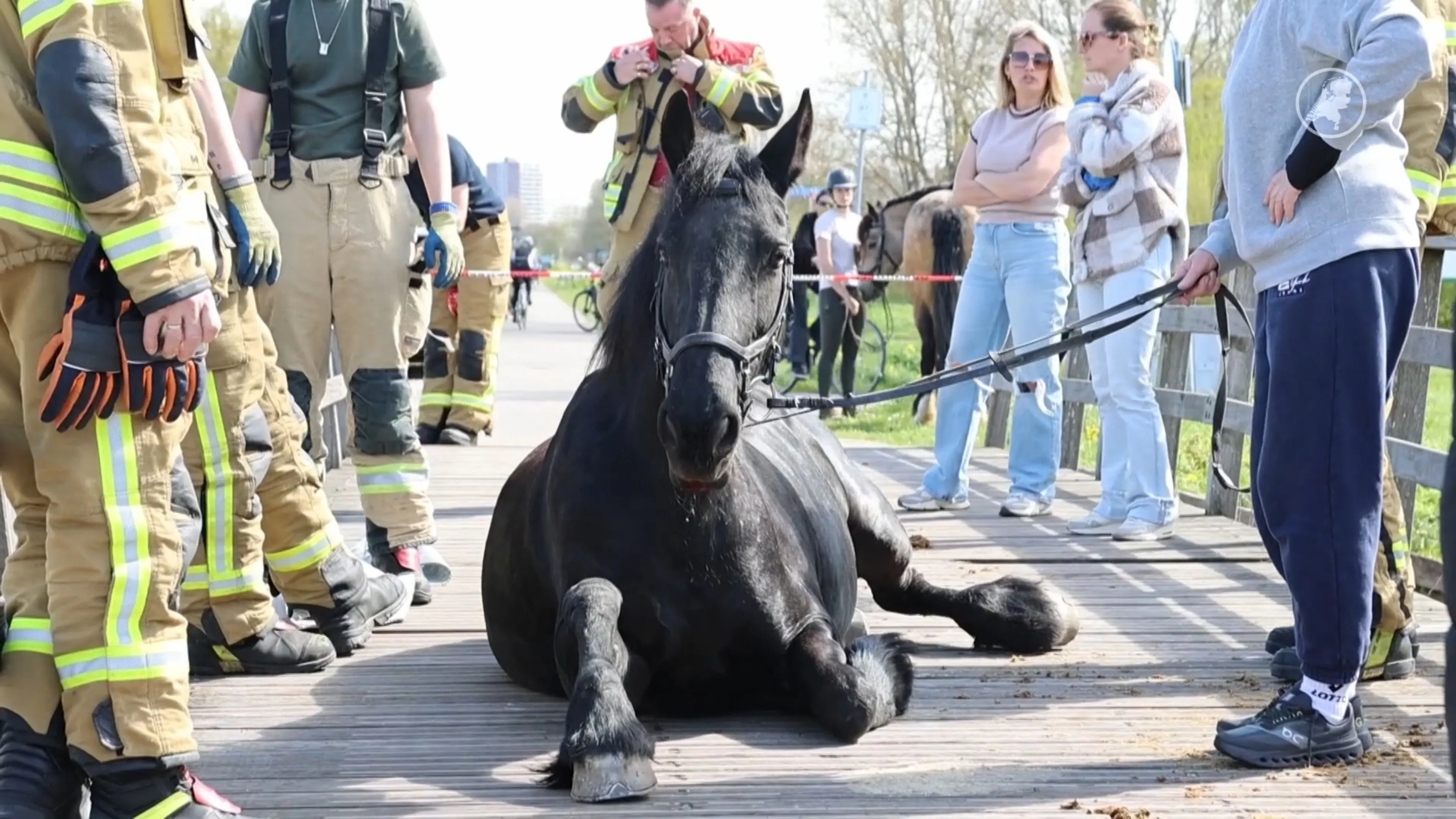 Paard gewond na val door brug in Bergschenhoek