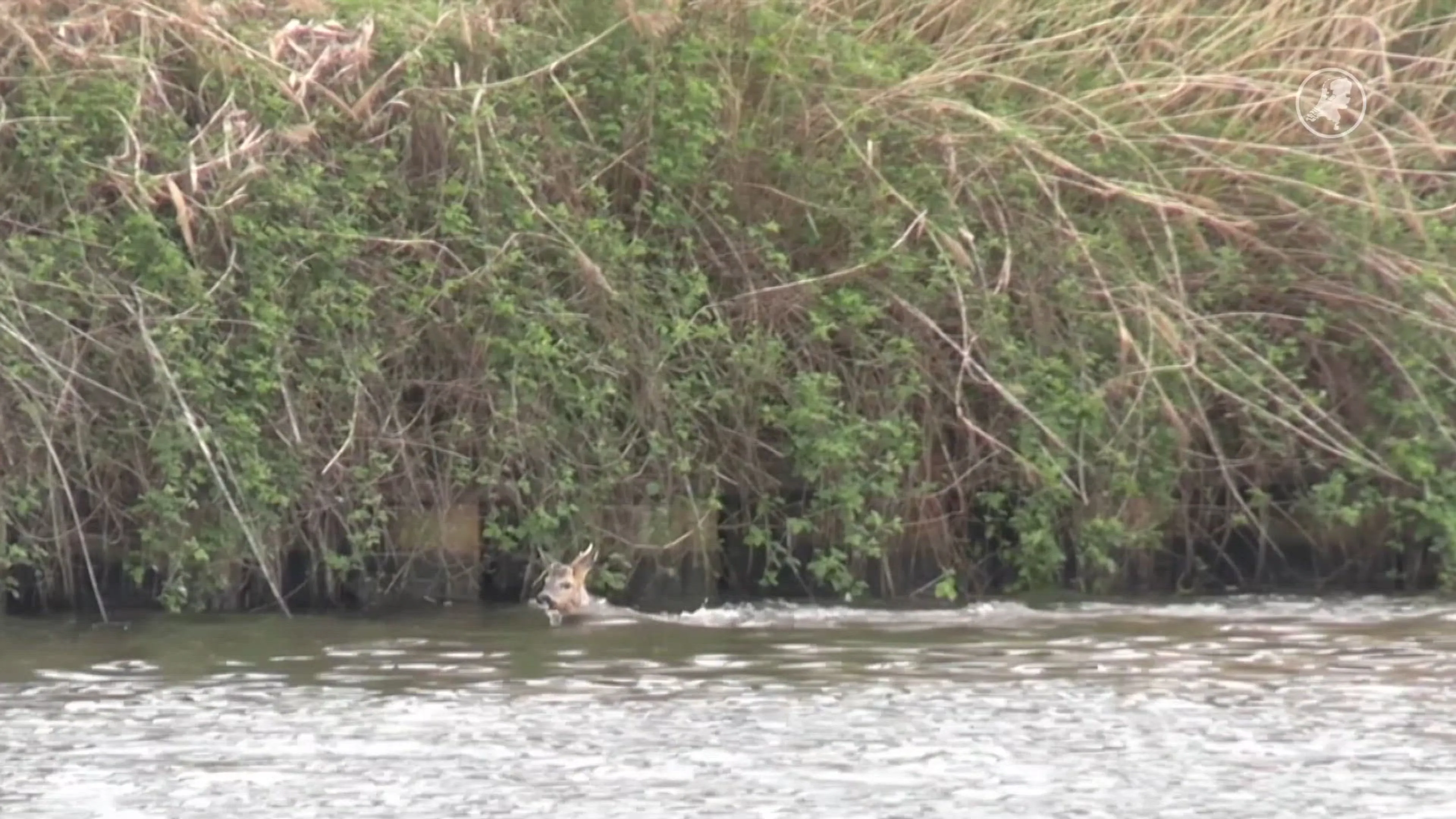 Brandweer redt ree uit Twentekanaal Hengelo