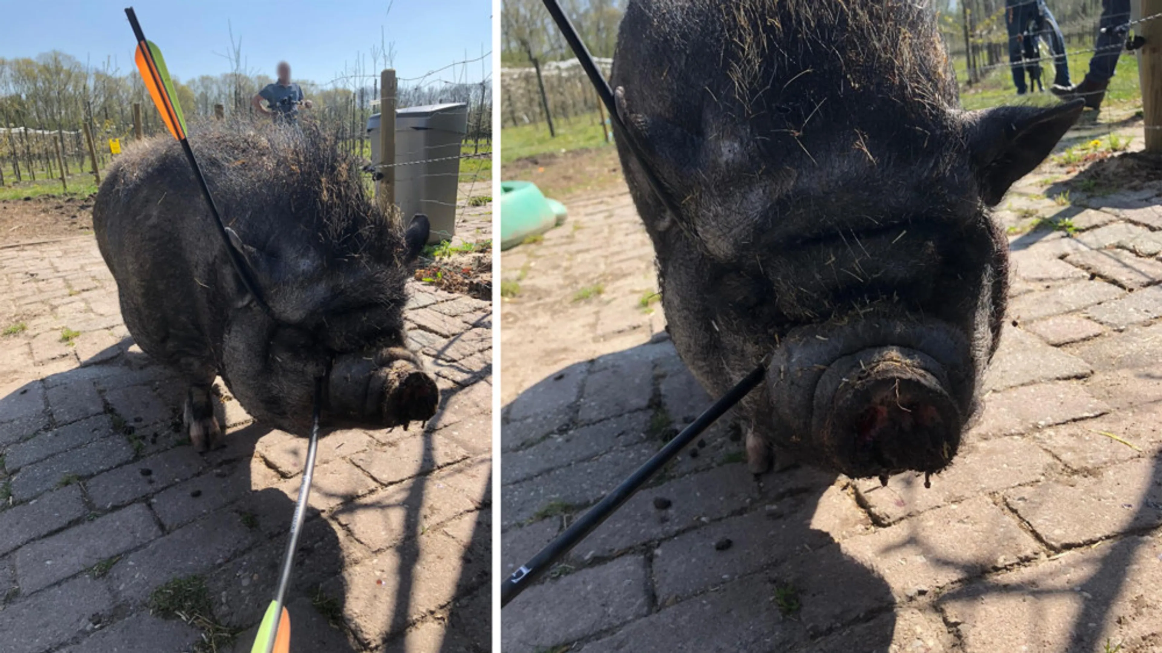 Met pijlen beschoten hangbuikzwijntje Lola is nu blind aan één oog