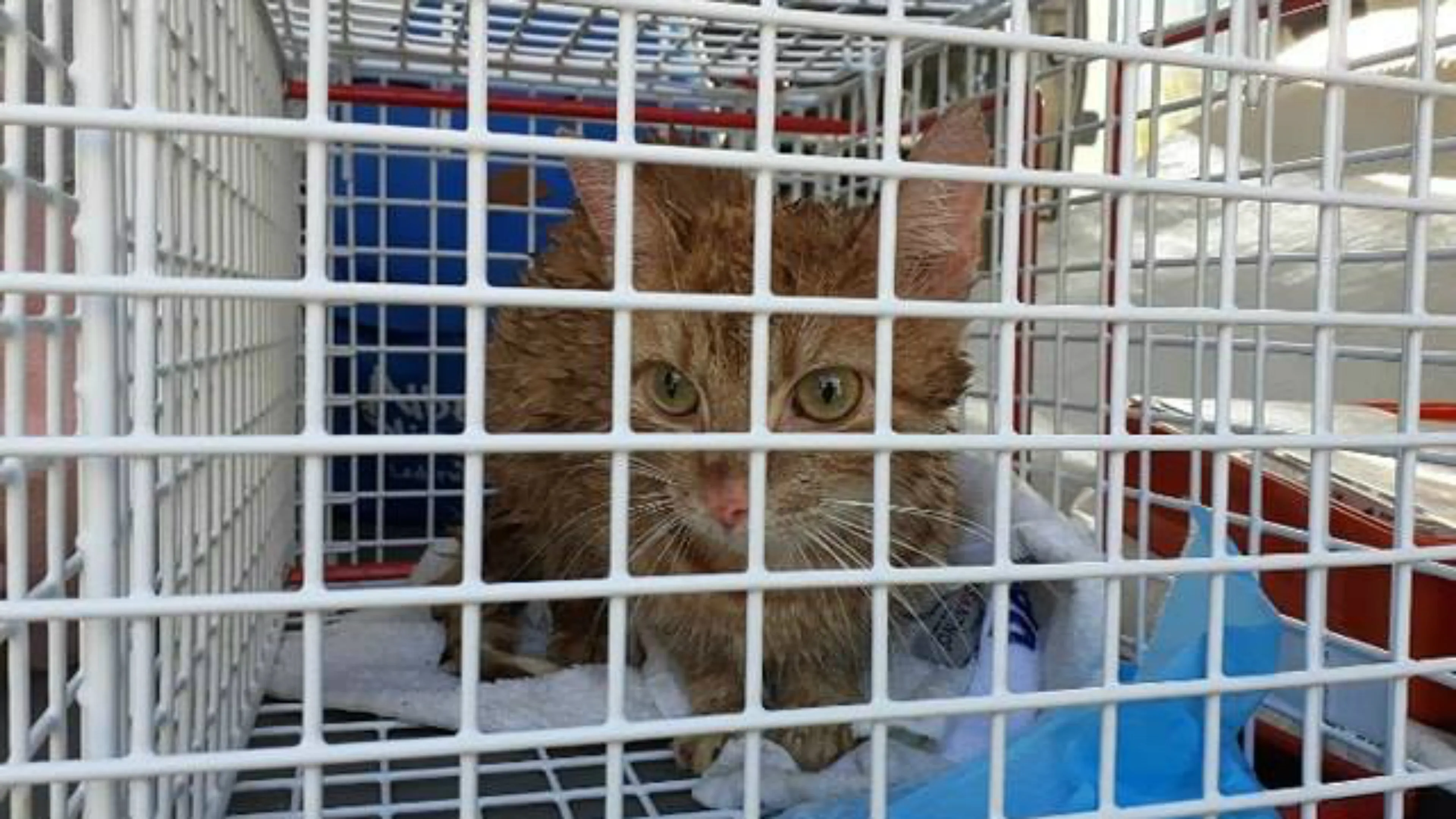 Poes Lucy zat wekenlang klem onder brug: 'We vreesden het ergste'
