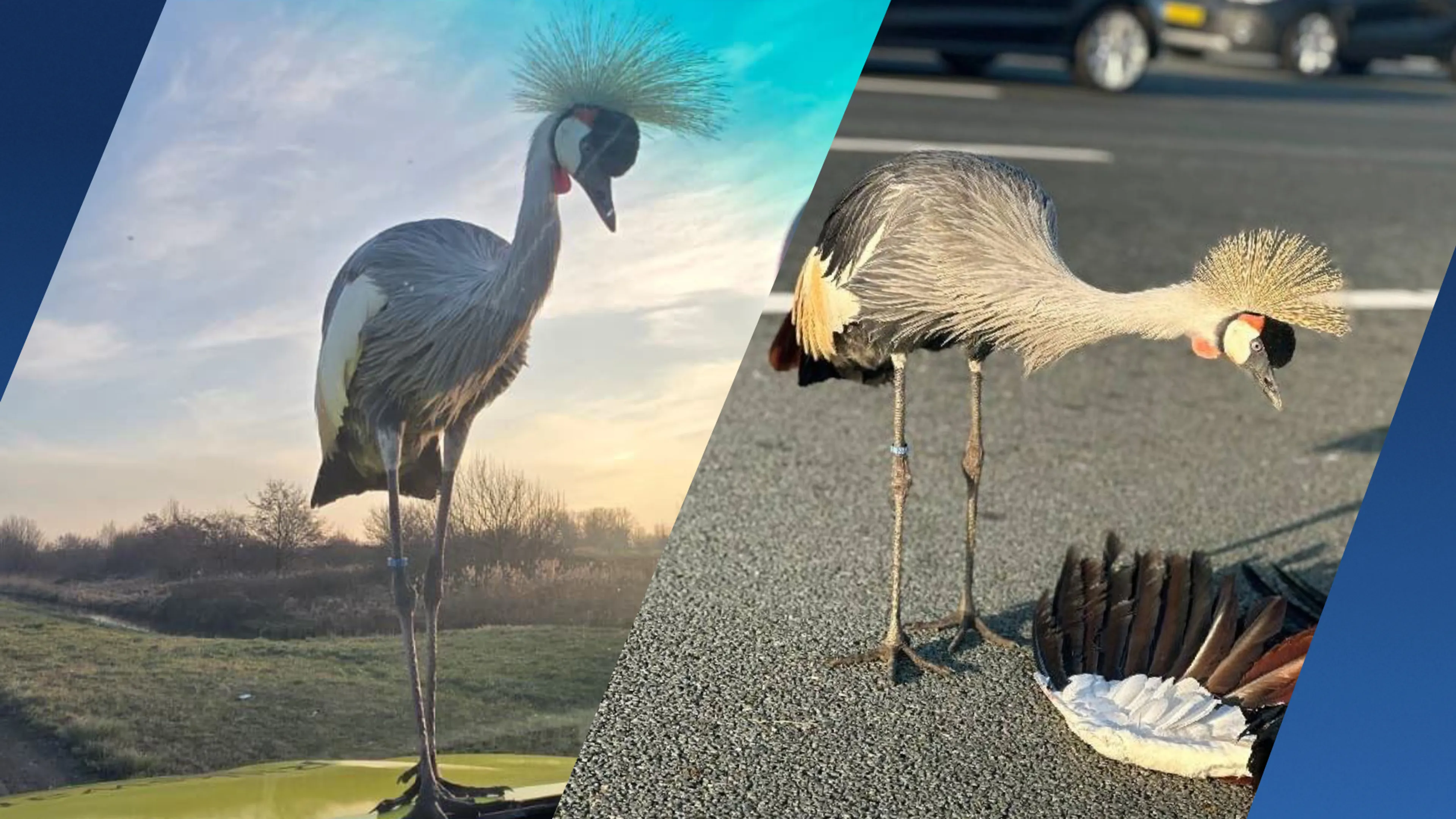 Uren na ongeluk: kraanvogel blijft terugkeren naar A2, zit op motorkap weginspecteur