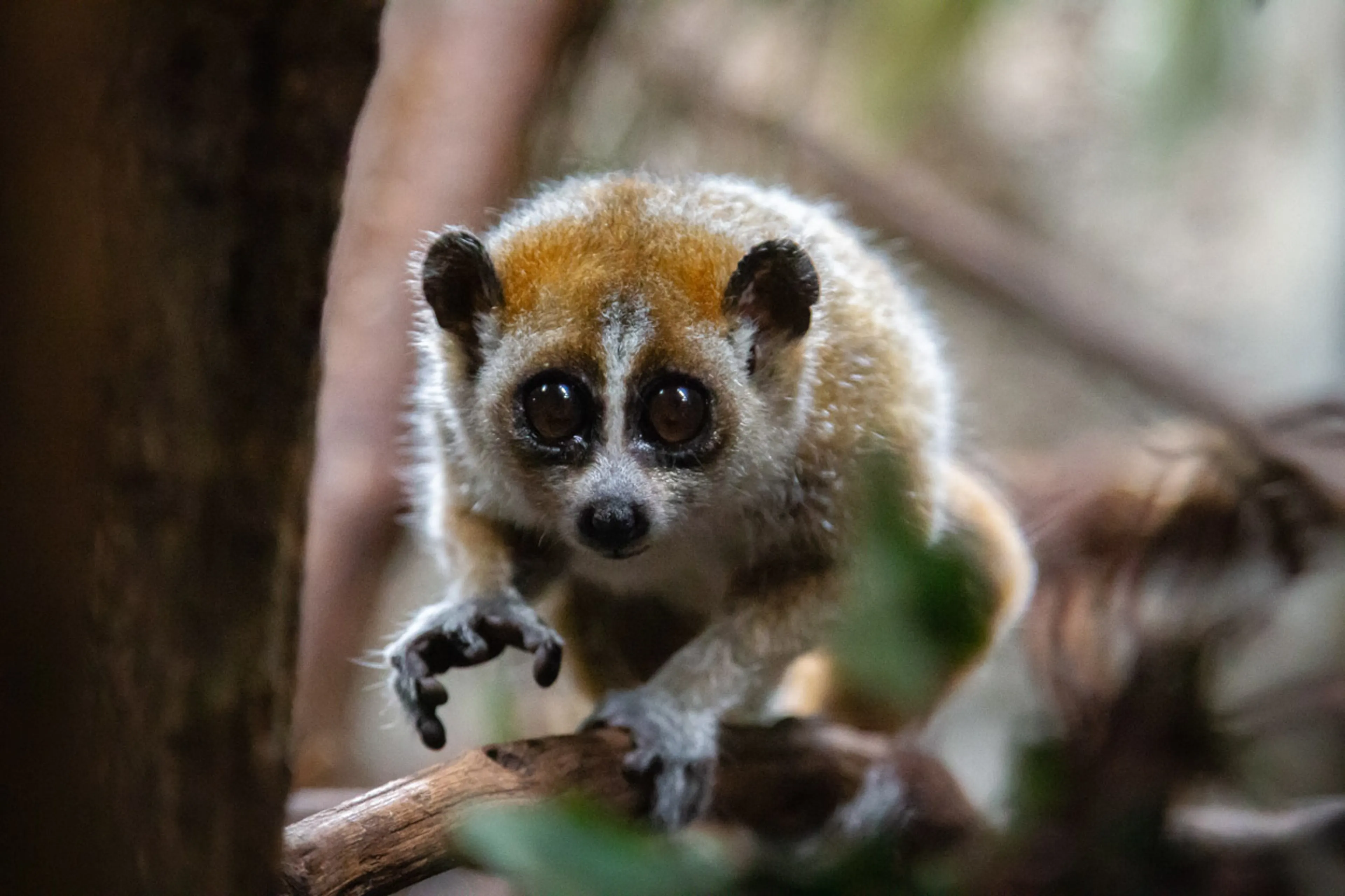 Zeldzame kleine plompe lori-tweeling geboren in Dierenpark Amersfoort