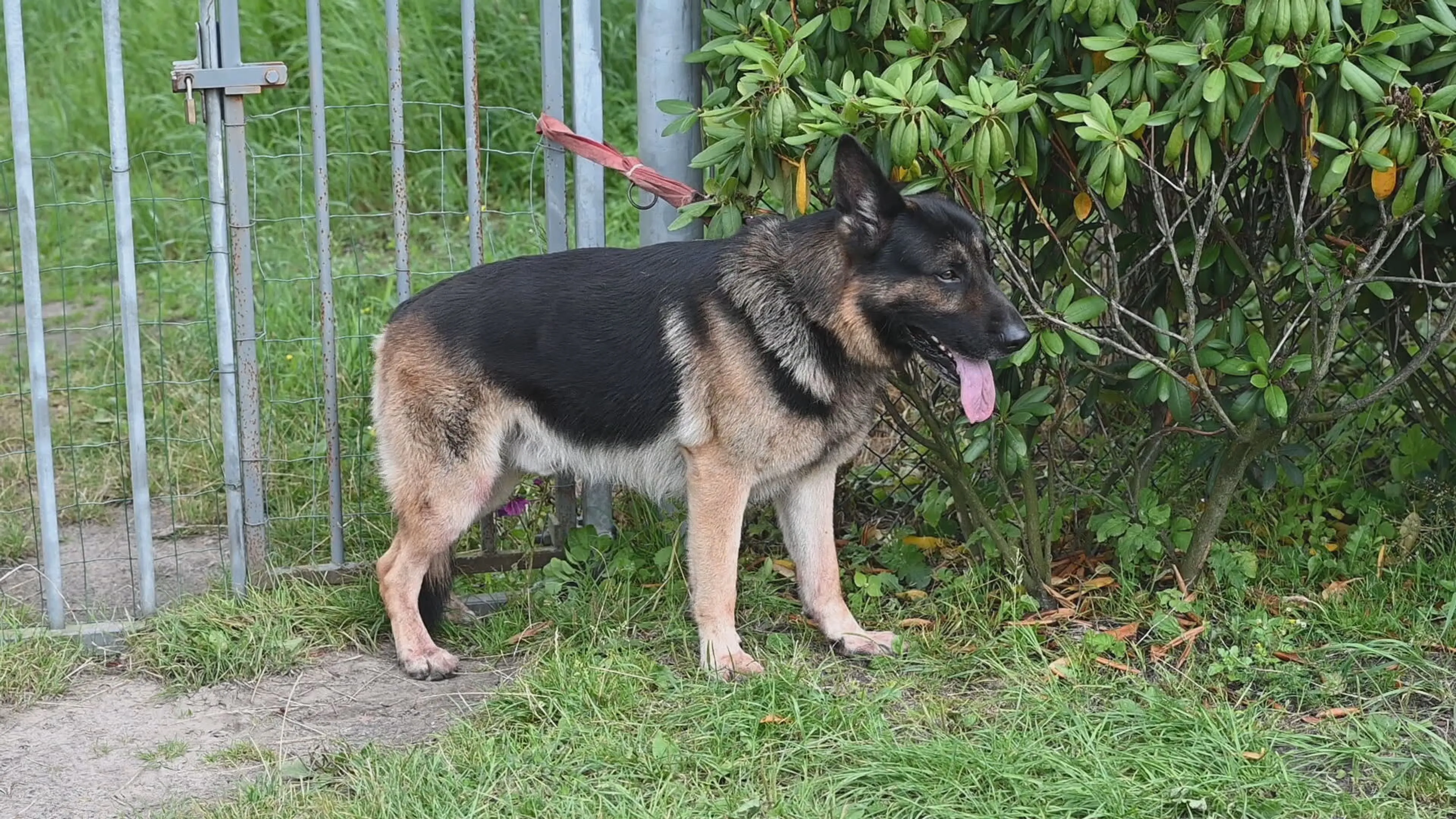 'Man neergestoken tijdens uitlaten hond'