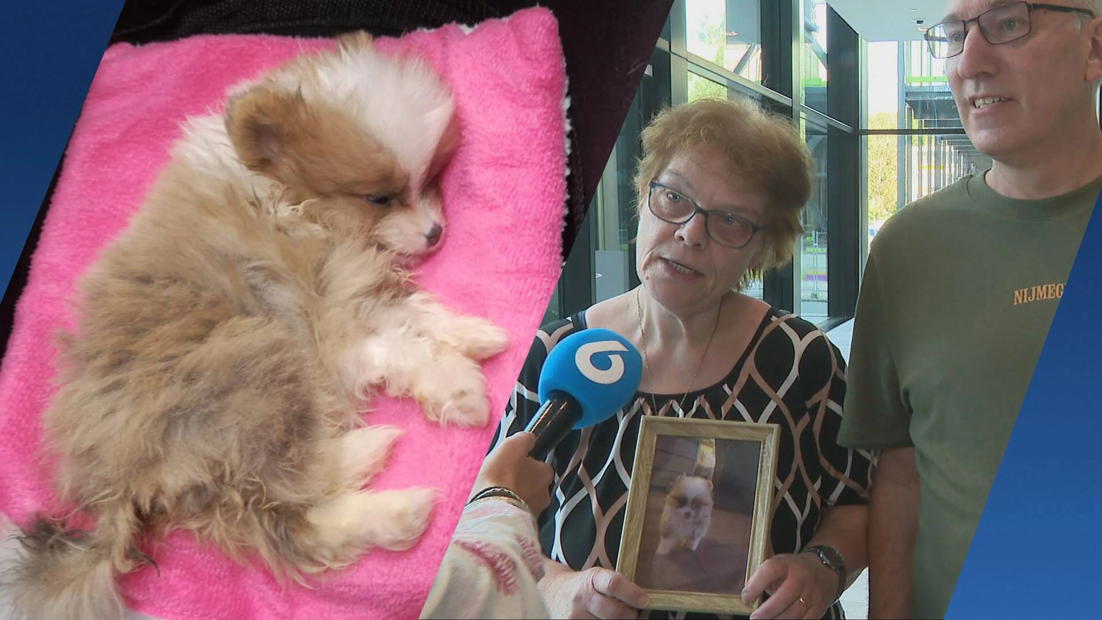 Pomeriaan Lady overleed een week na aankoop: 'Ons hart doet pijn'