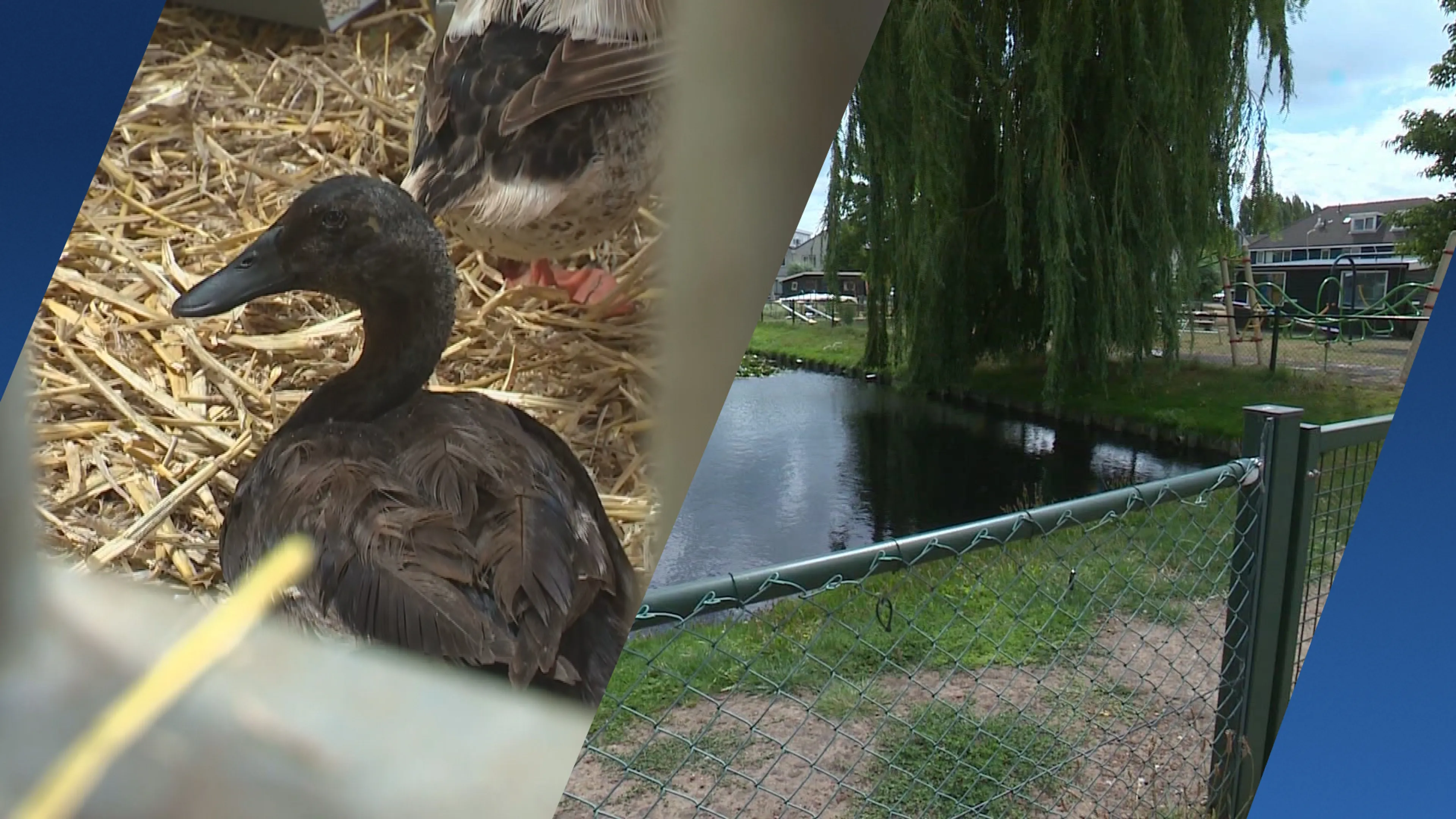 Vogelgriep en botulisme vellen dieren in gemeente Wormerland